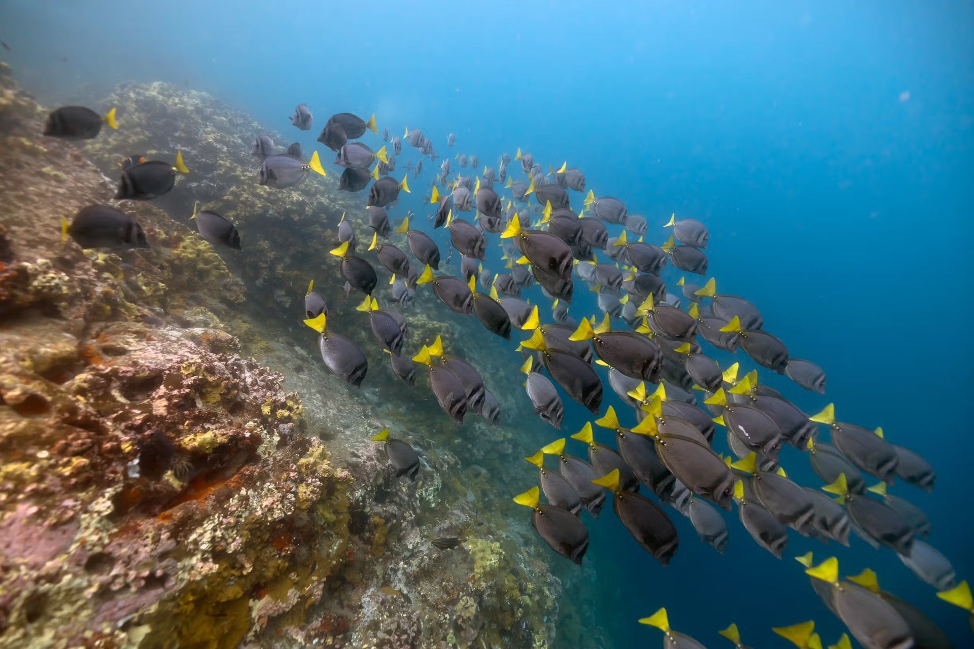 School of dark fish with yellow tails swimming near a coral reef in blue water in Galápagos, Ecuador.