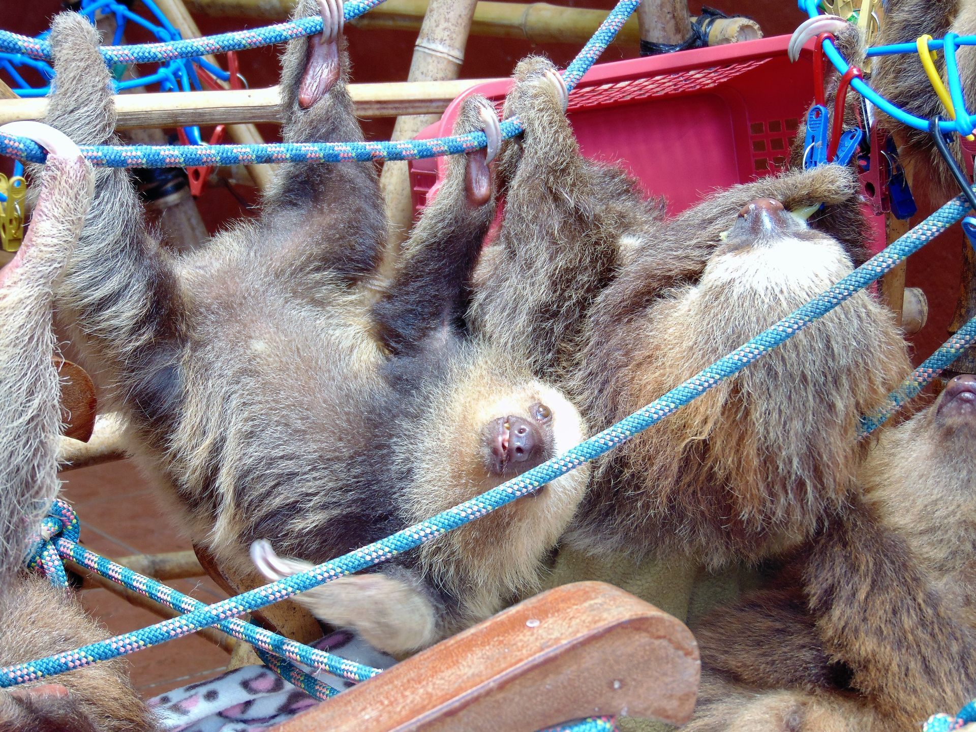 Several sloths hanging from blue ropes and wooden structures.