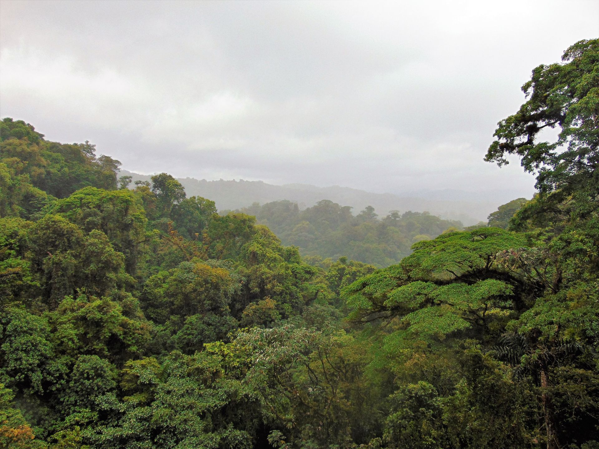 Lush green rainforest canopy under a cloudy, overcast sky.