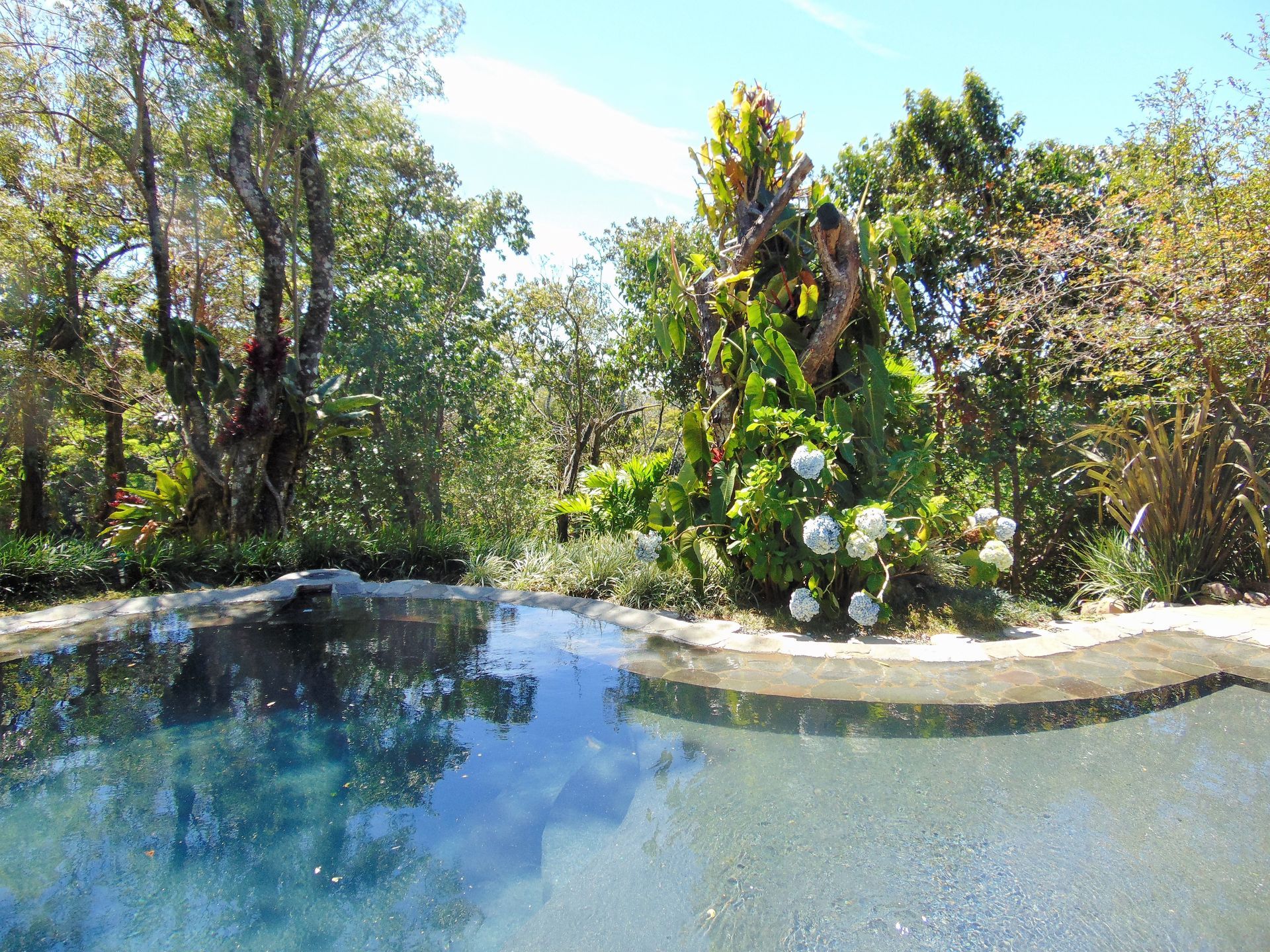 Blue pool in a lush garden setting, trees and foliage surround the water under a clear sky.