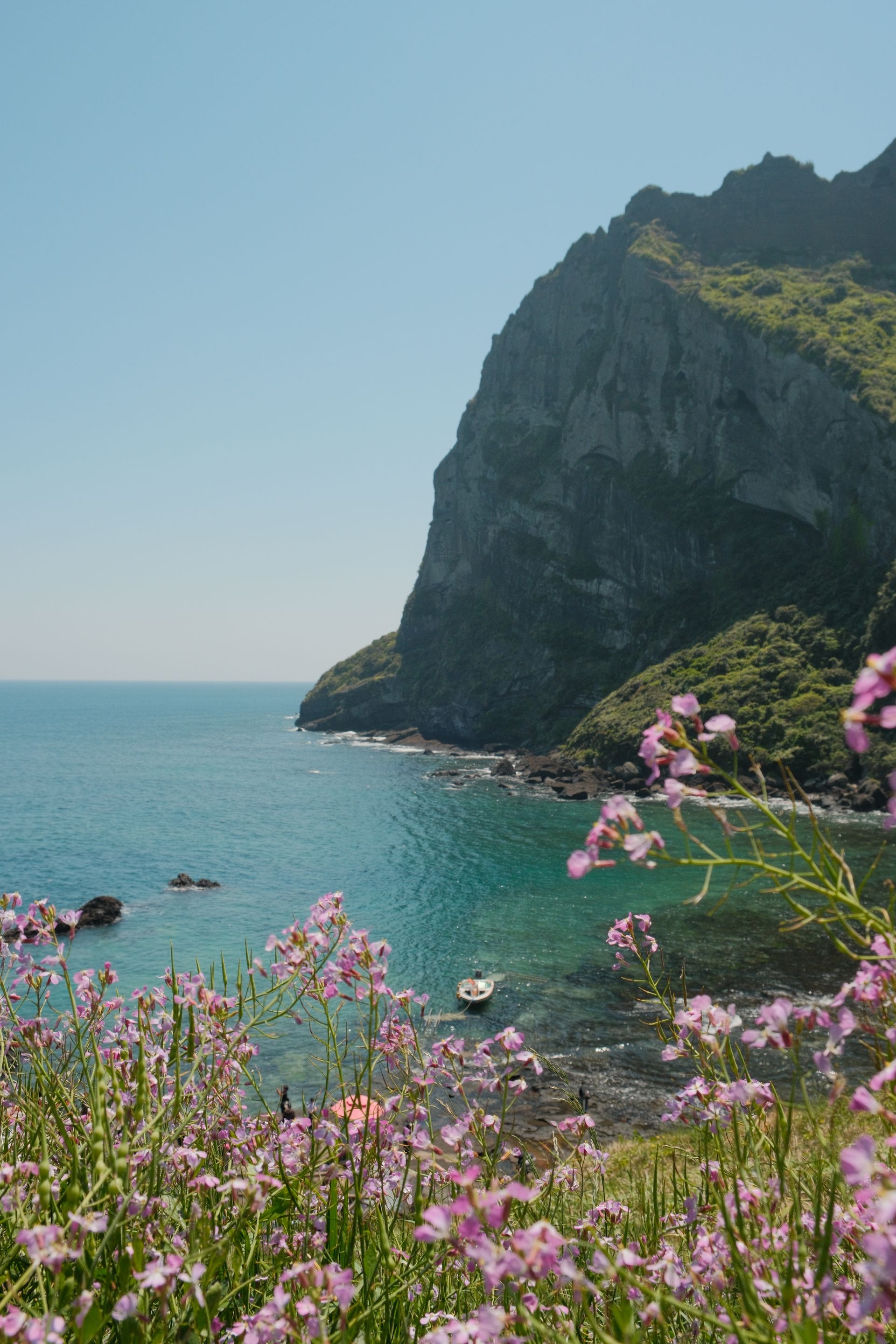 Coastal view of turquoise water, rocky cliffs, and blooming pink wildflowers on Jeju Island, South Korea.