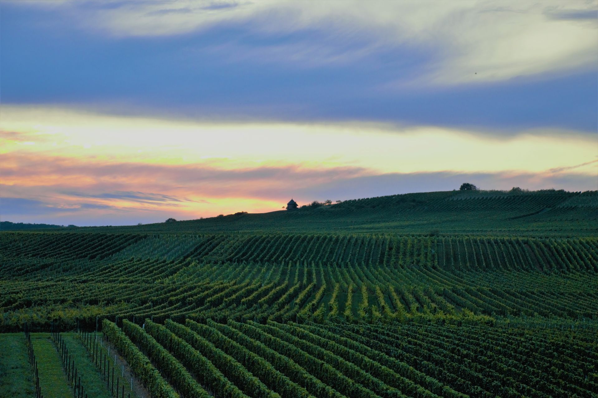 Vineyard rows on rolling hills under a sunset sky with pink, yellow, and blue hues.