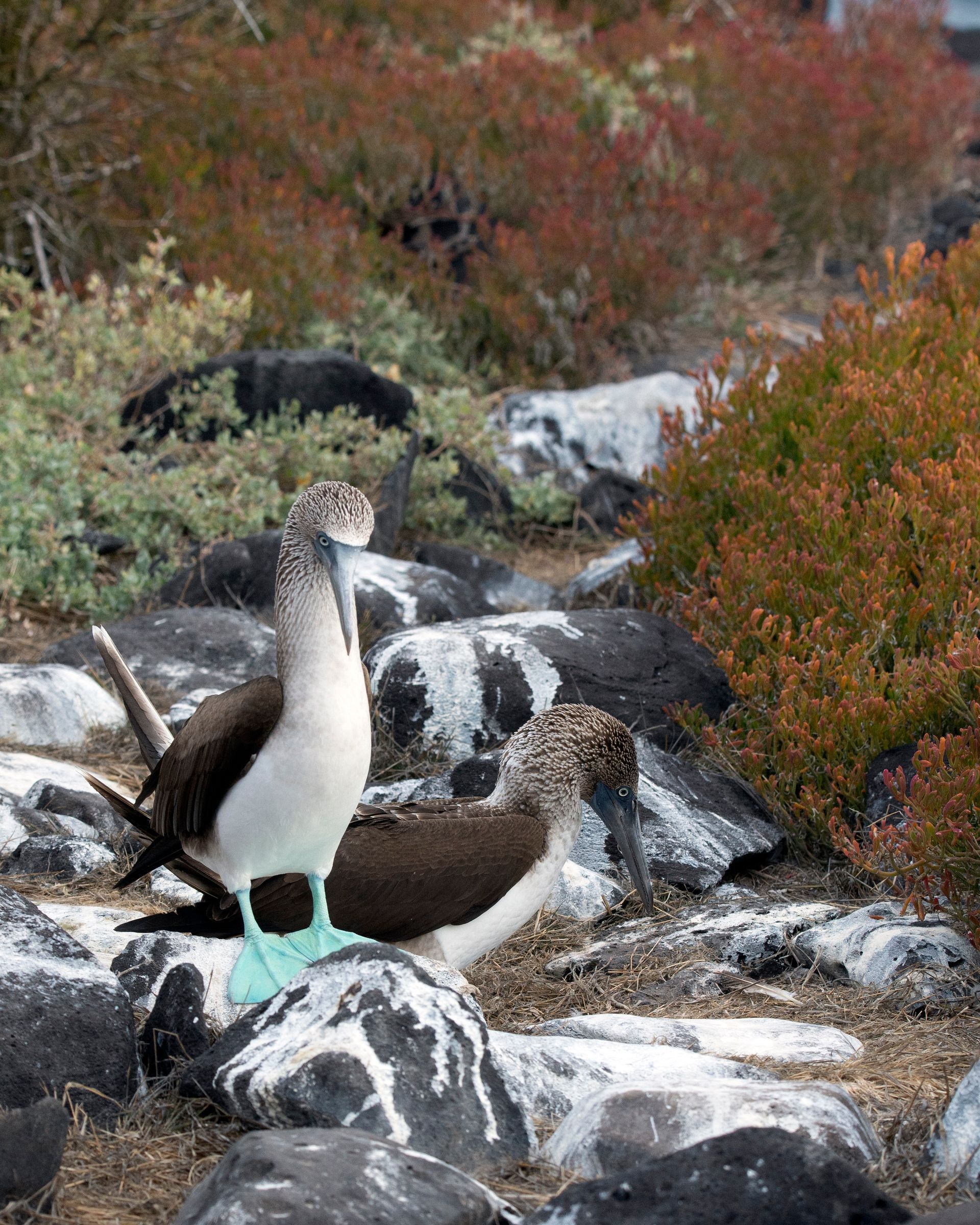 Two blue-footed boobies on rocks, displaying vibrant blue feet. Coastal setting with shrubs.