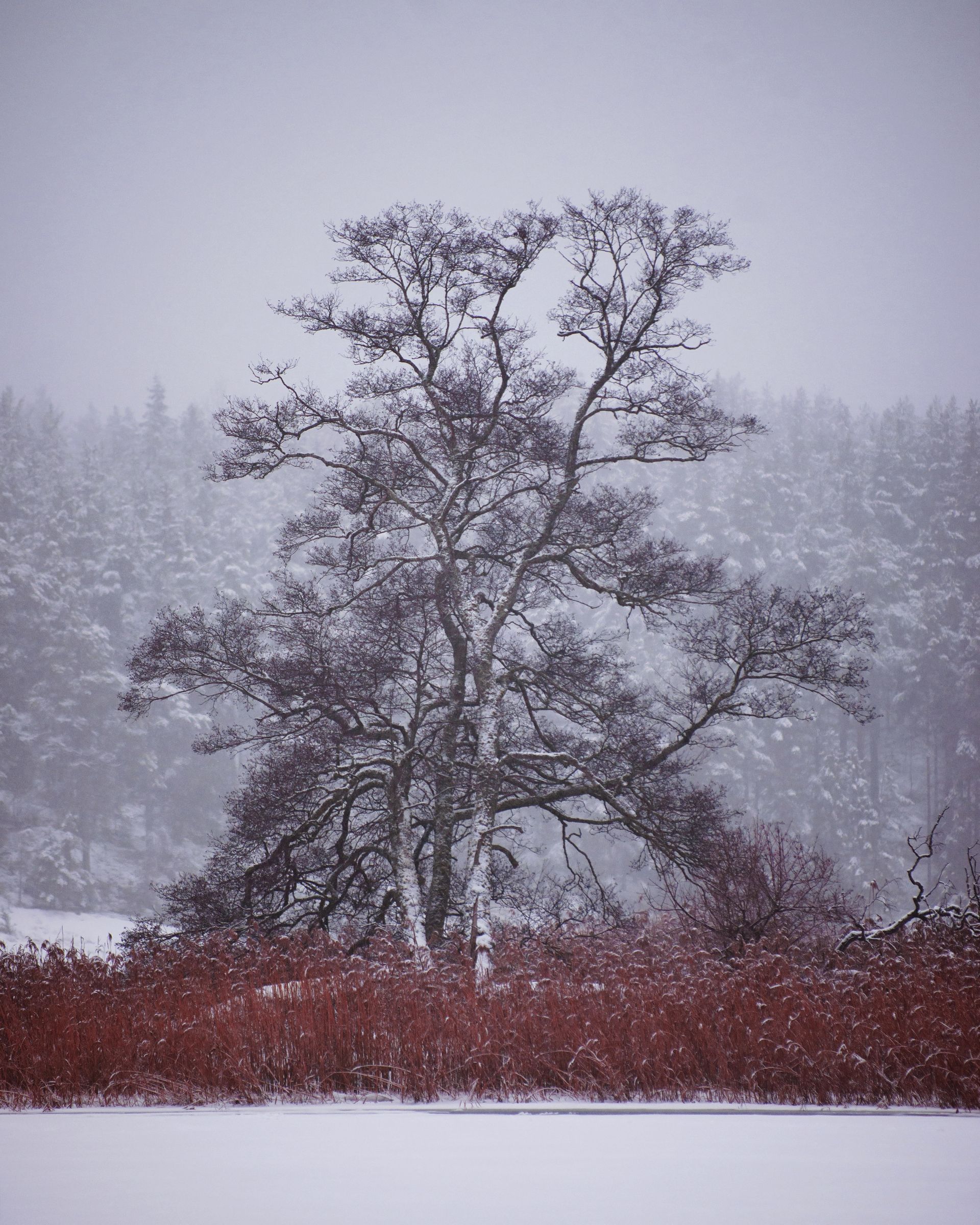 Snowy scene: a bare tree with dark branches, red bushes, and snow-covered ground in front of a blurred forest.