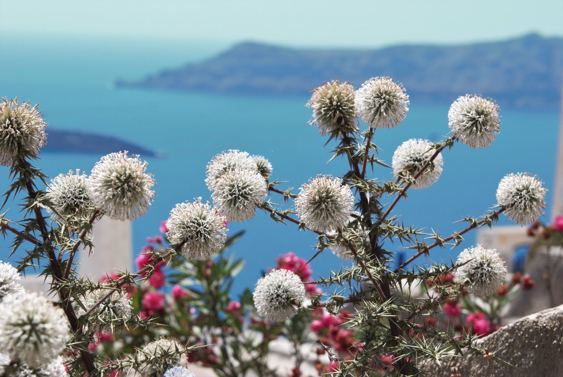 White globe thistle flowers in bloom with an Aegean Sea backdrop.