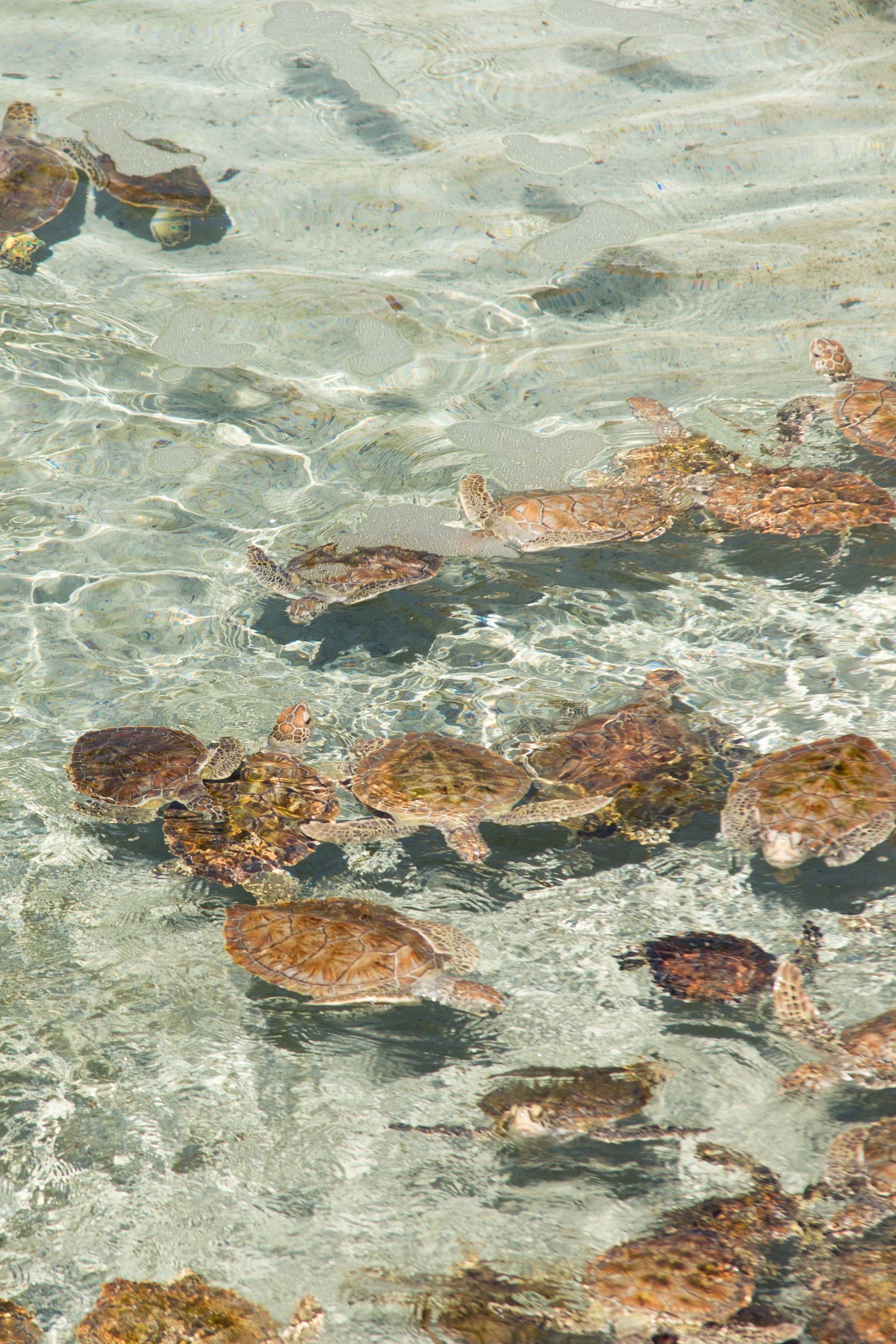 Sea turtles swimming in shallow, clear water. Some are near rocks on the sea floor.