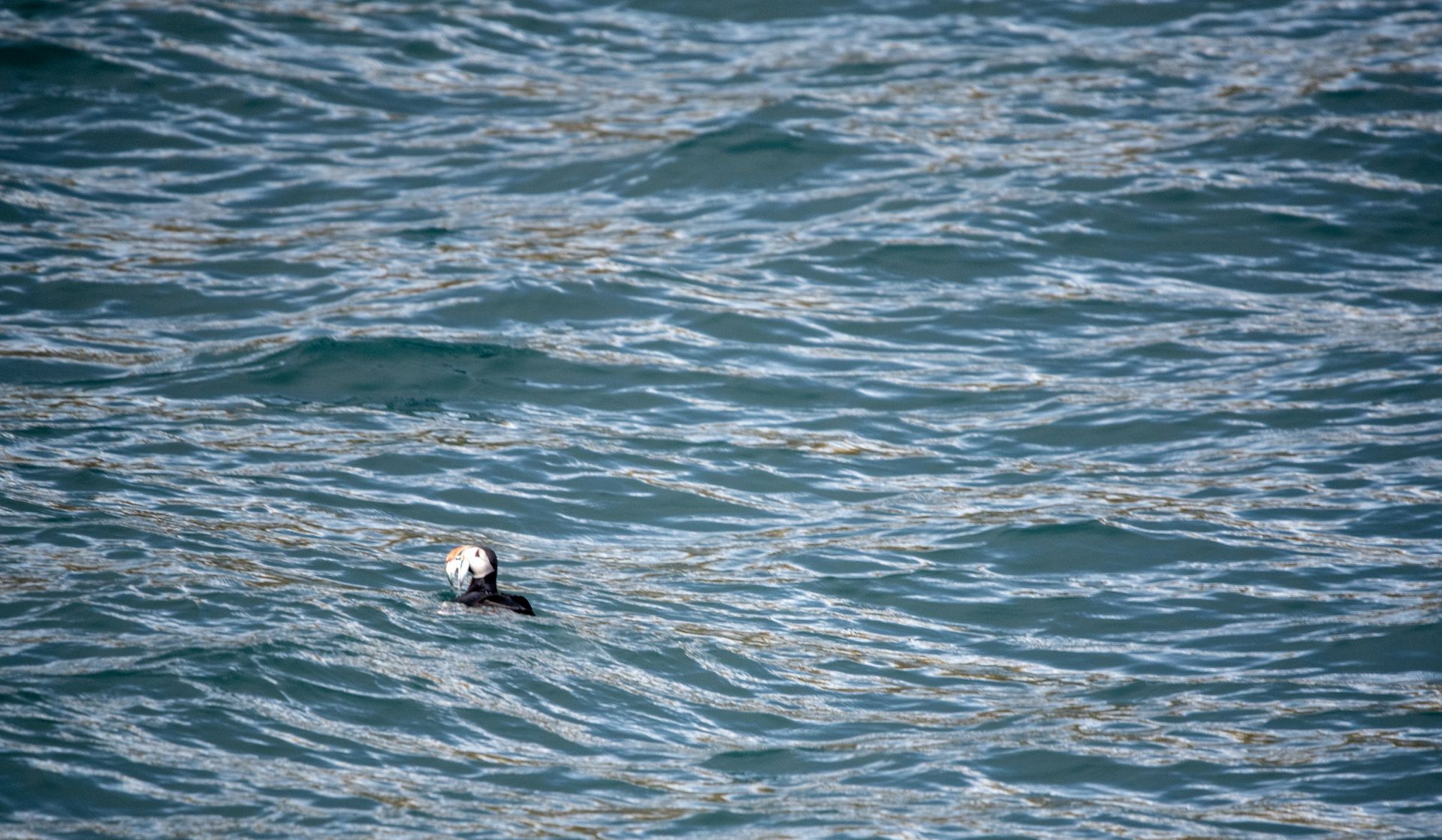 A person is swimming in the ocean on a surfboard in Svalbard.