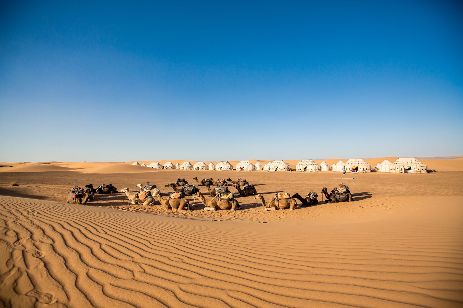 A herd of camels is standing in the middle of a desert with a desert camp in Morocco. 