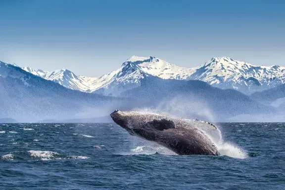 A humpback whale is jumping out of the water with mountains in the background on an Alaskan Cruise.