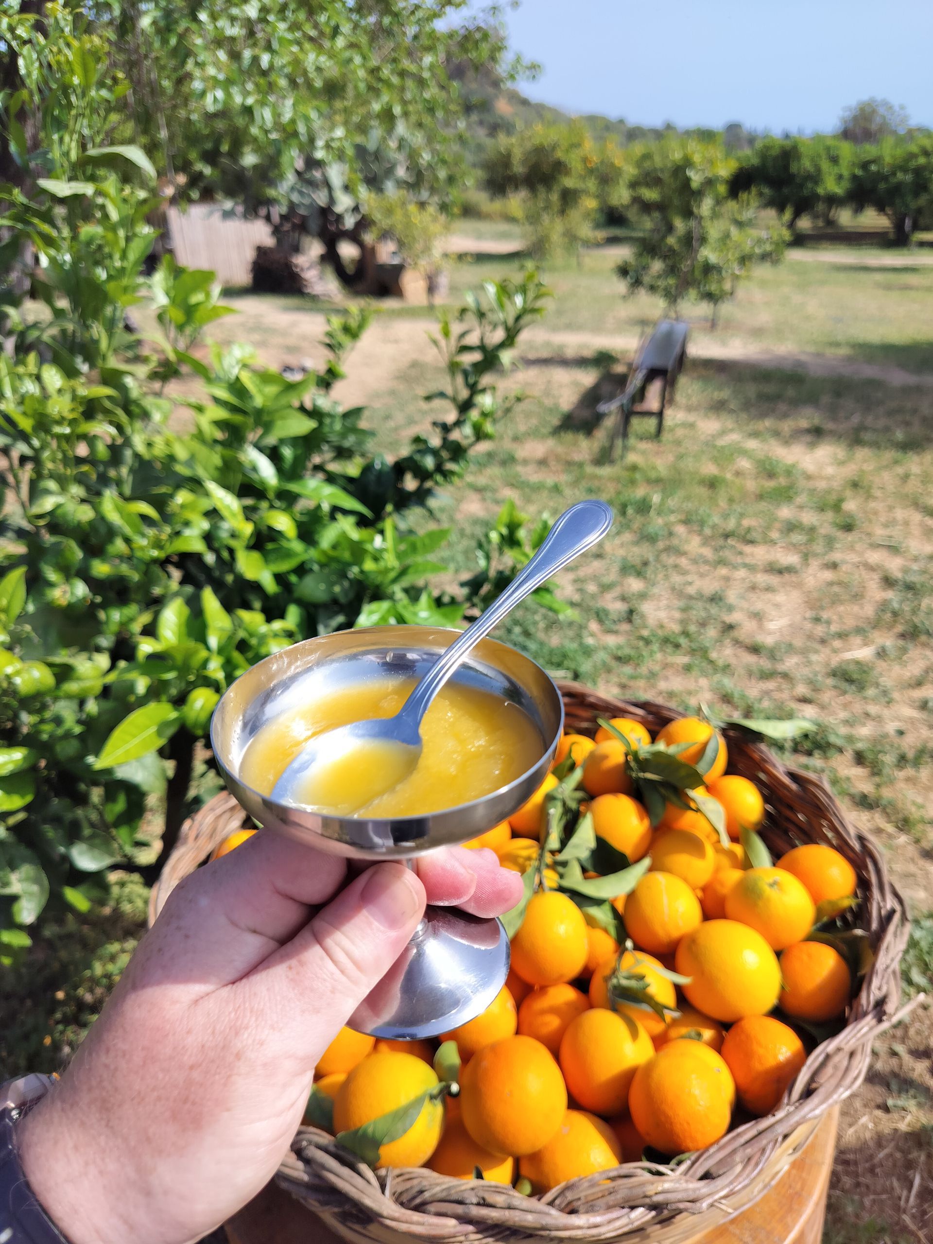 Hand holding a goblet with orange liquid, basket of oranges in front of a natural setting.
