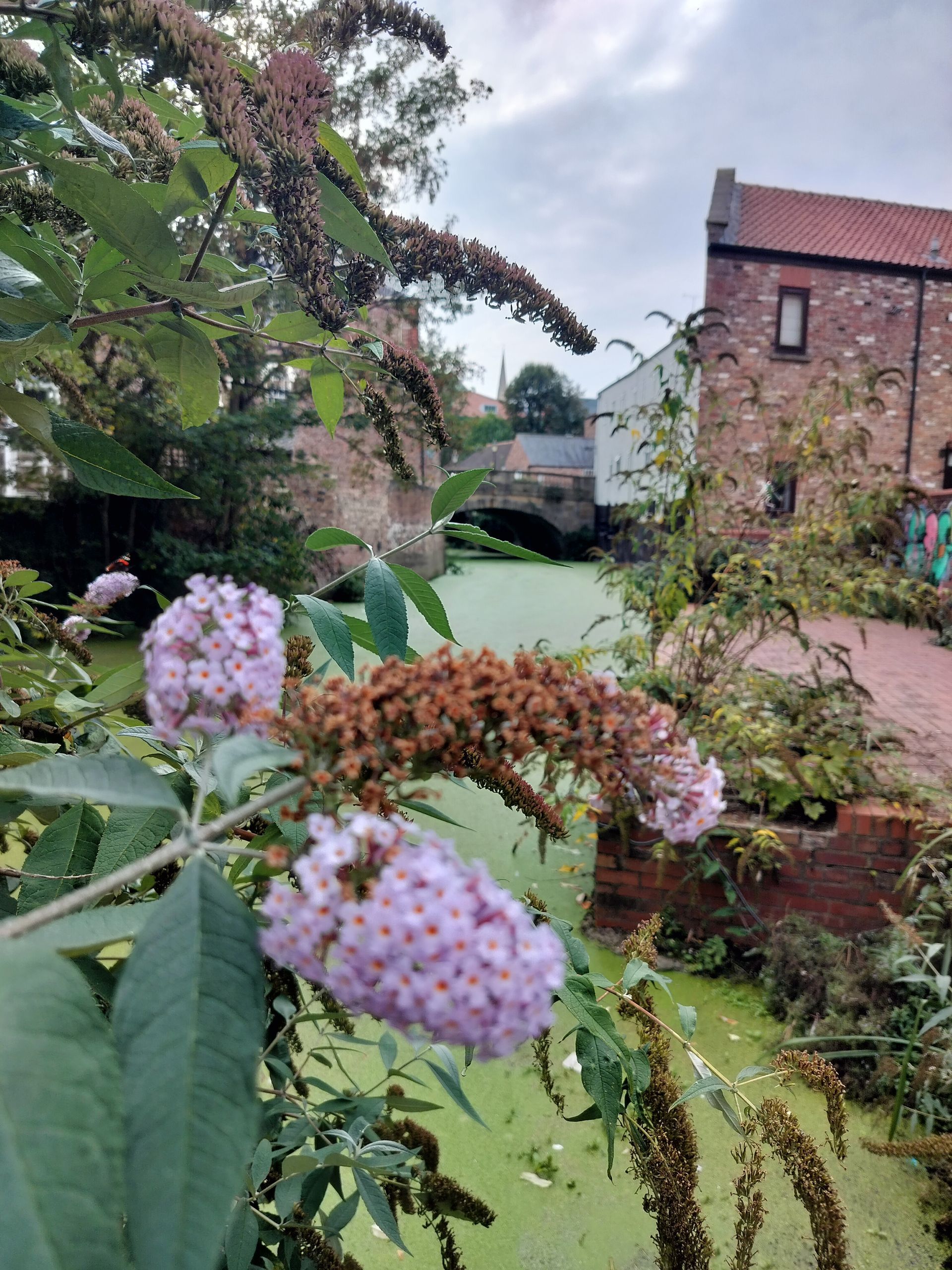Purple flowering plant in front of a green water canal with a brick building in the background.