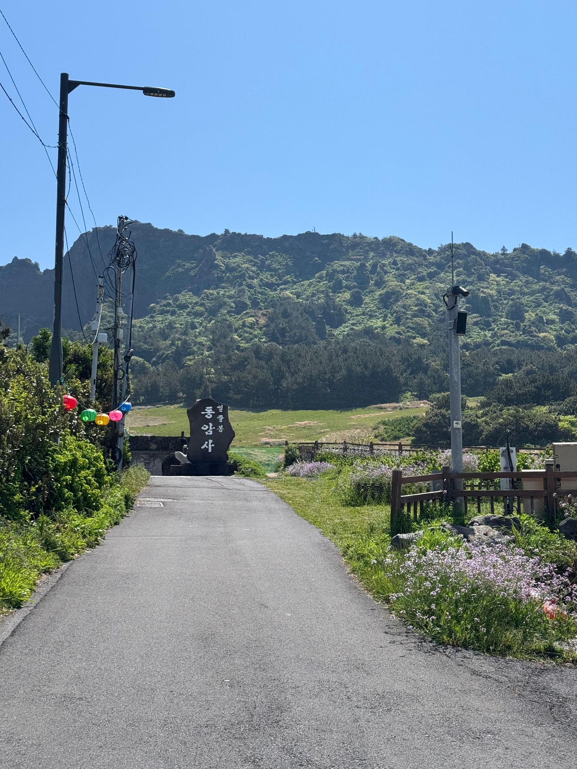 Paved road leading towards a mountain, framed by wildflowers and a lamppost on Jeju Island, South Korea.