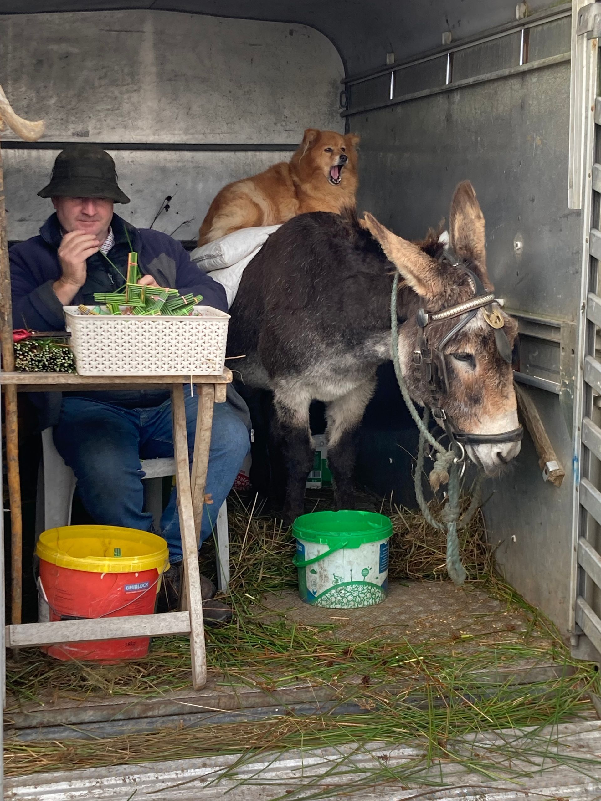 Man in hat and donkey inside a trailer. A dog sits behind the donkey.