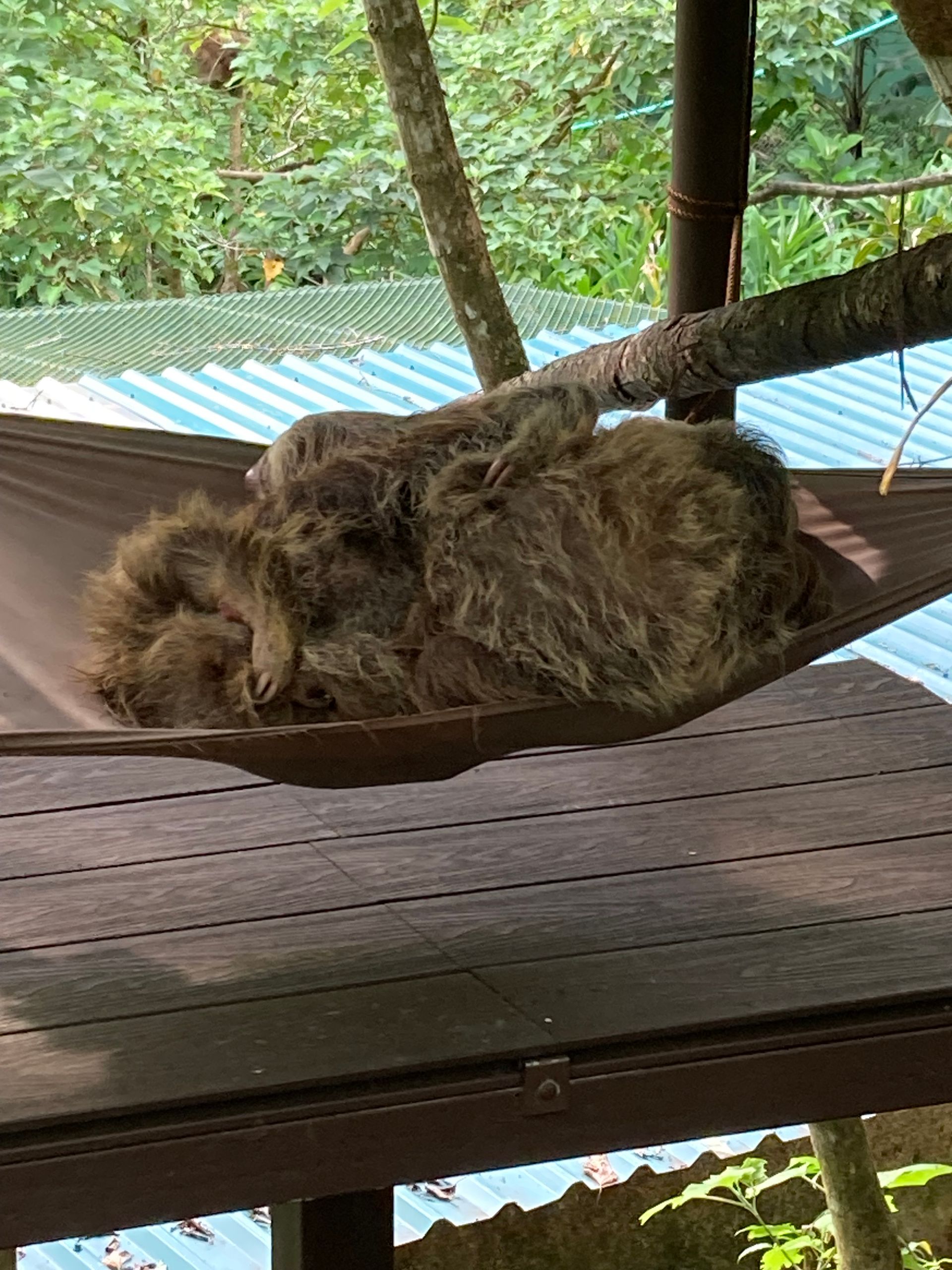 Two sloths cuddling in a hammock outdoors, resting on a wooden deck.