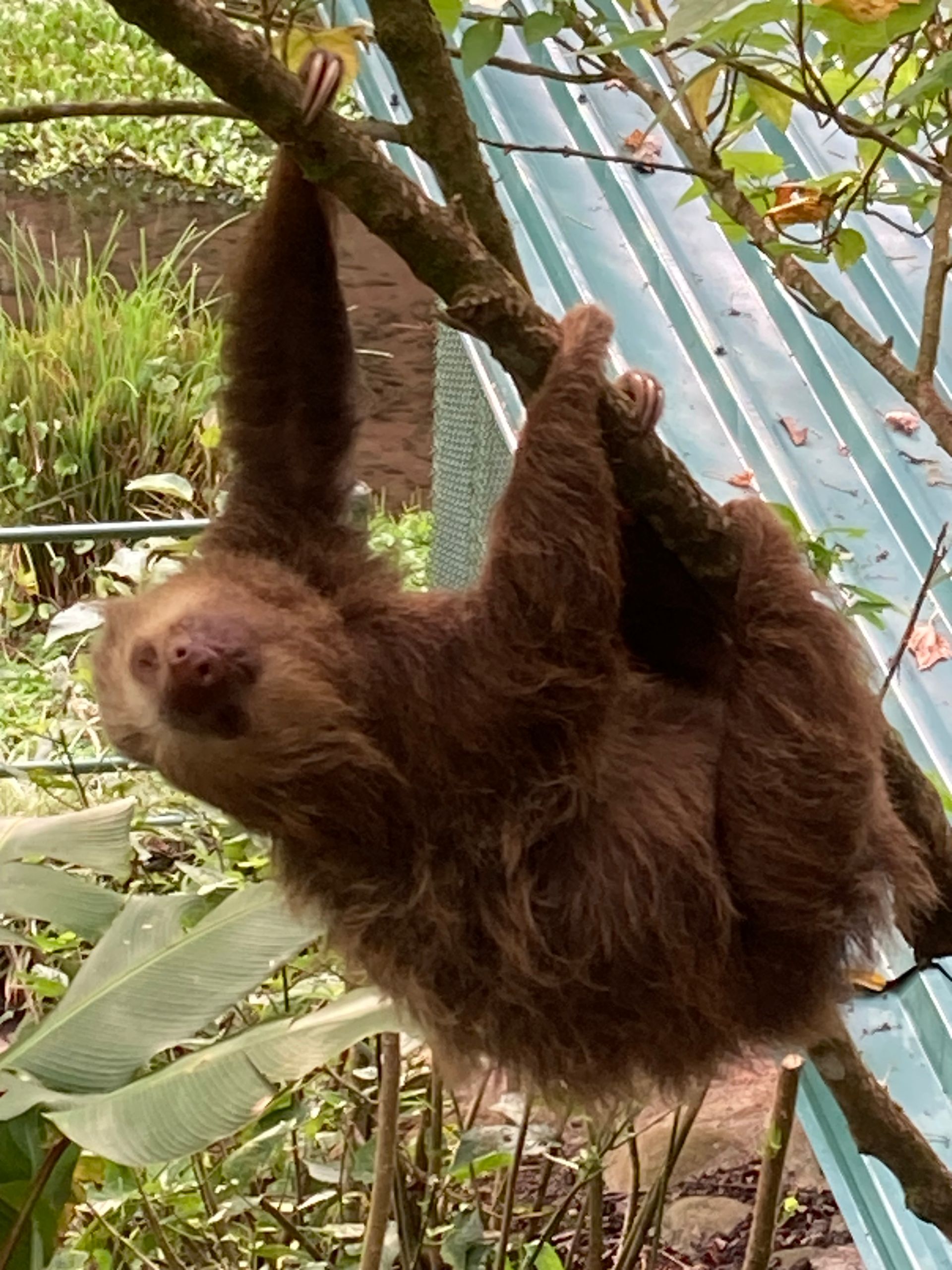 Brown sloth hanging from a tree branch, looking toward the camera. Outdoors with foliage and a blue roof.