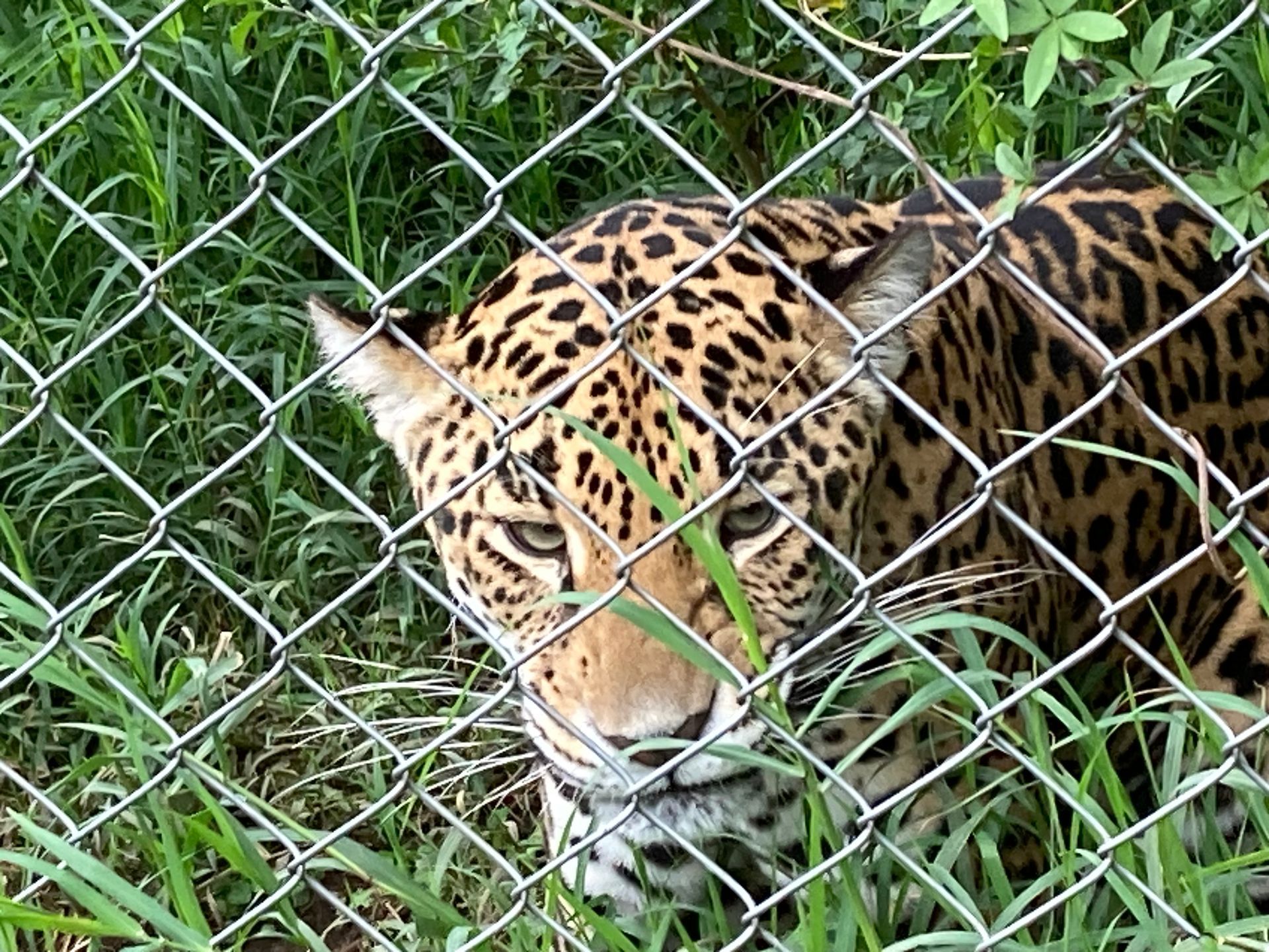 Jaguar behind chain-link fence, looking directly at the viewer. Spotted coat, green grass background.