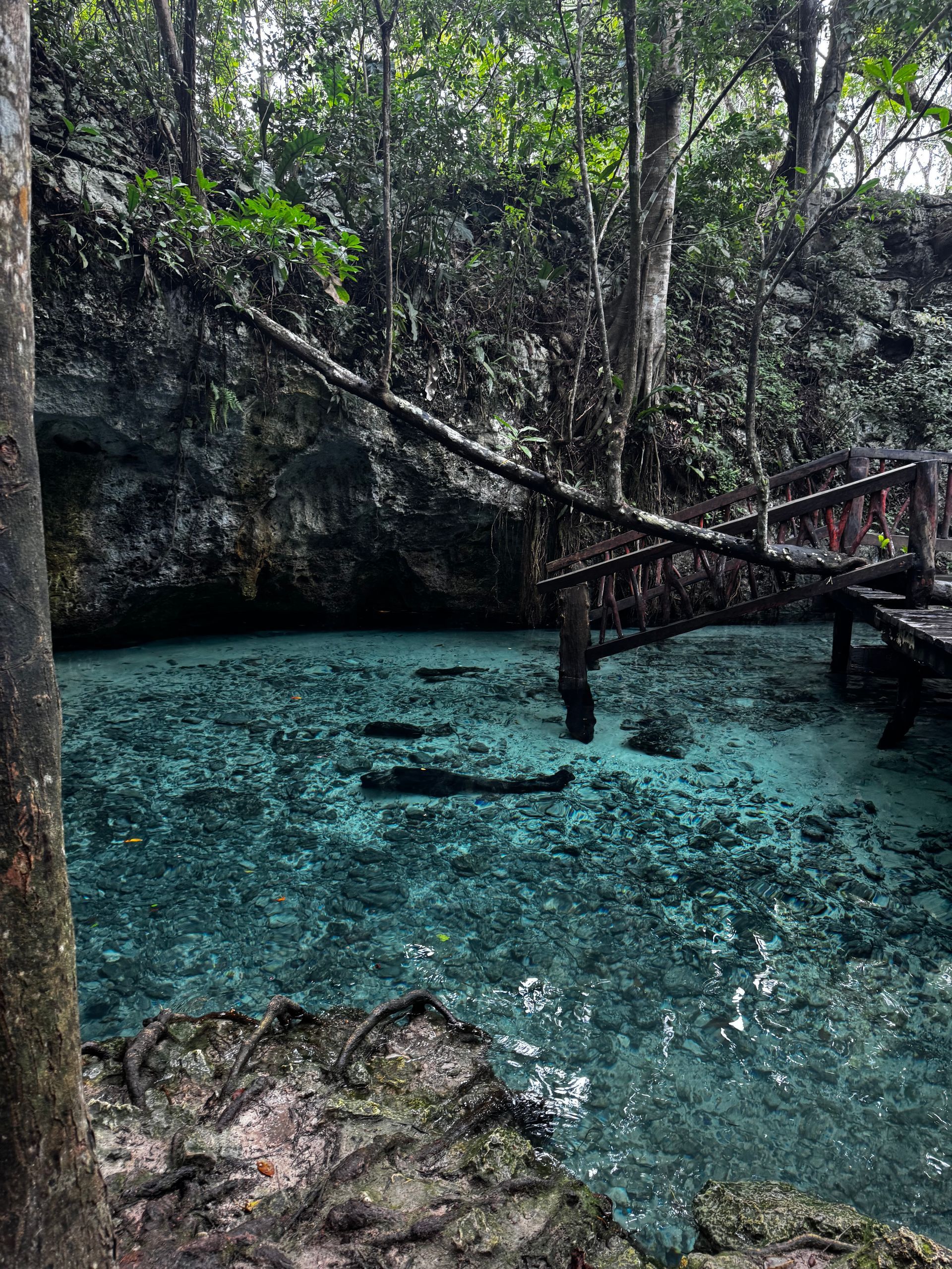 Gran Cenote in the middle of a forest surrounded by trees in Tulum, Mexico.
