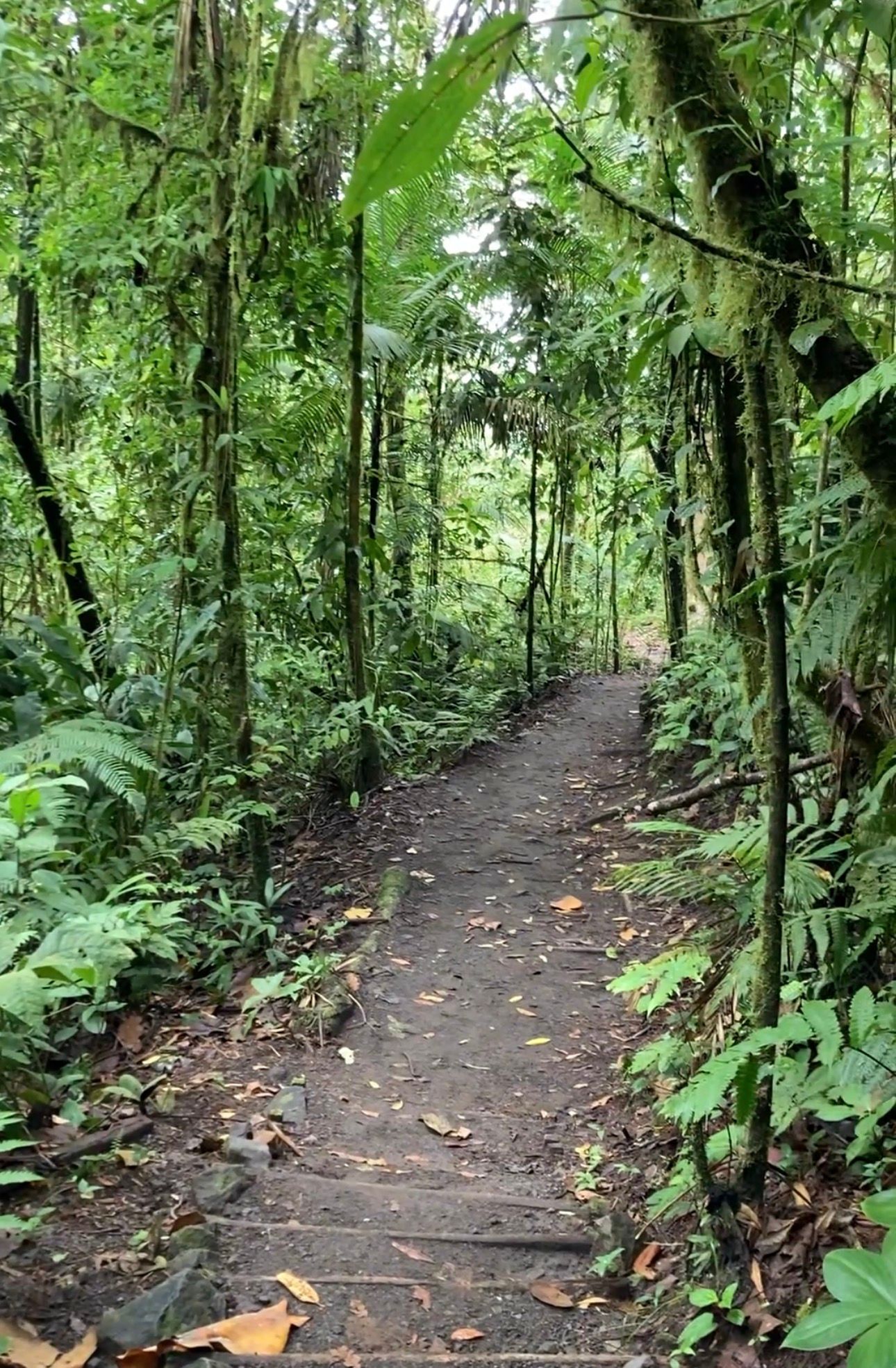 Dirt path winding through a lush, green rainforest; sunlight filters through the canopy.