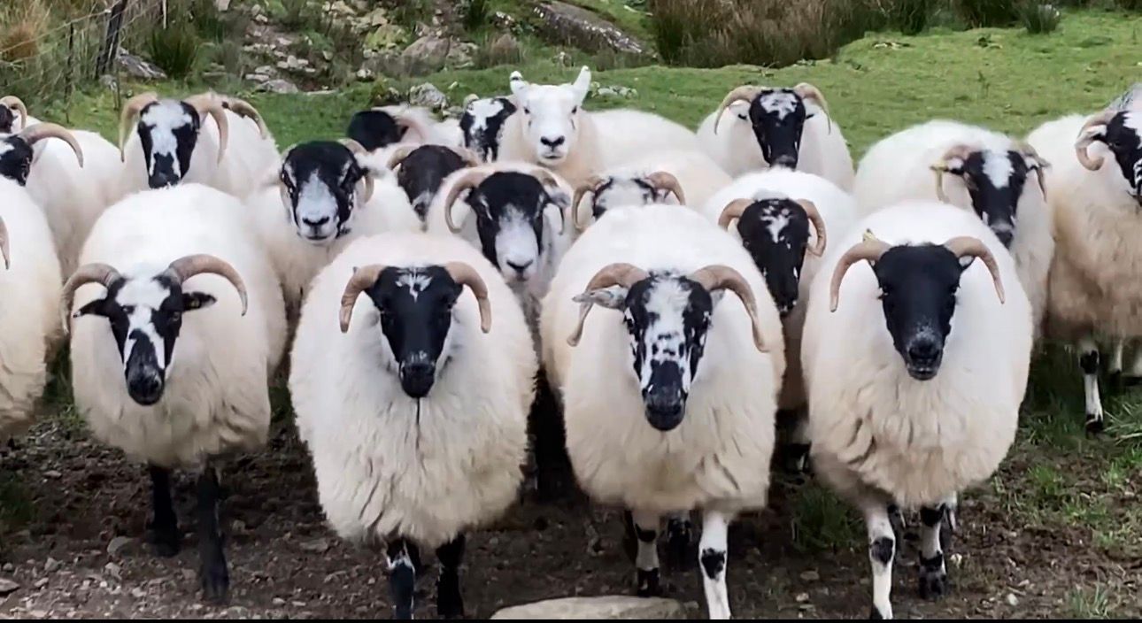 Flock of sheep with black and white faces, looking directly at the camera. Green background.