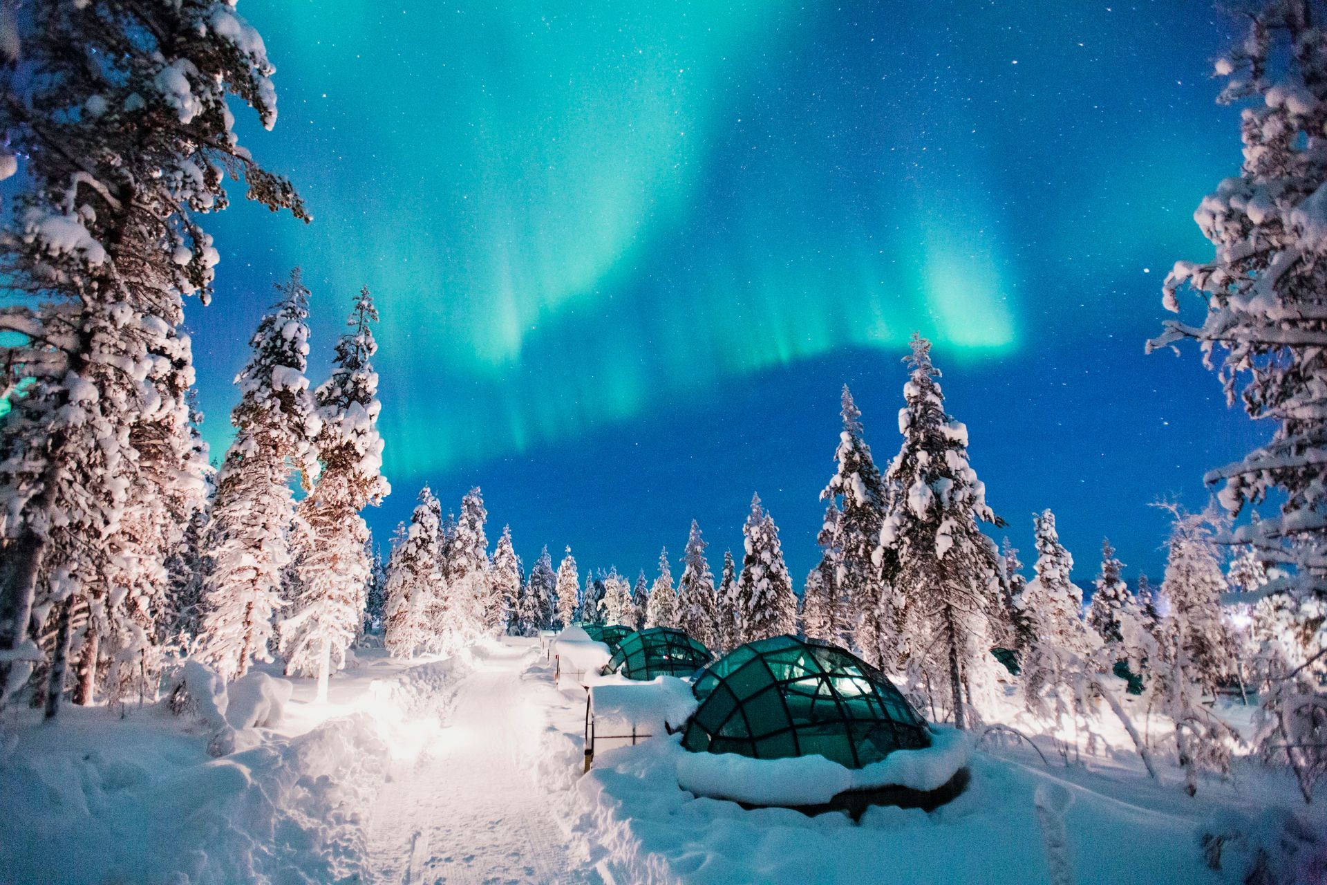 The aurora borealis is visible over a snowy forest.