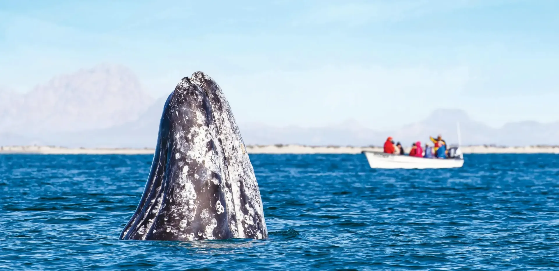 A large gray whale surfaces near a small boat filled with people in Baja California.