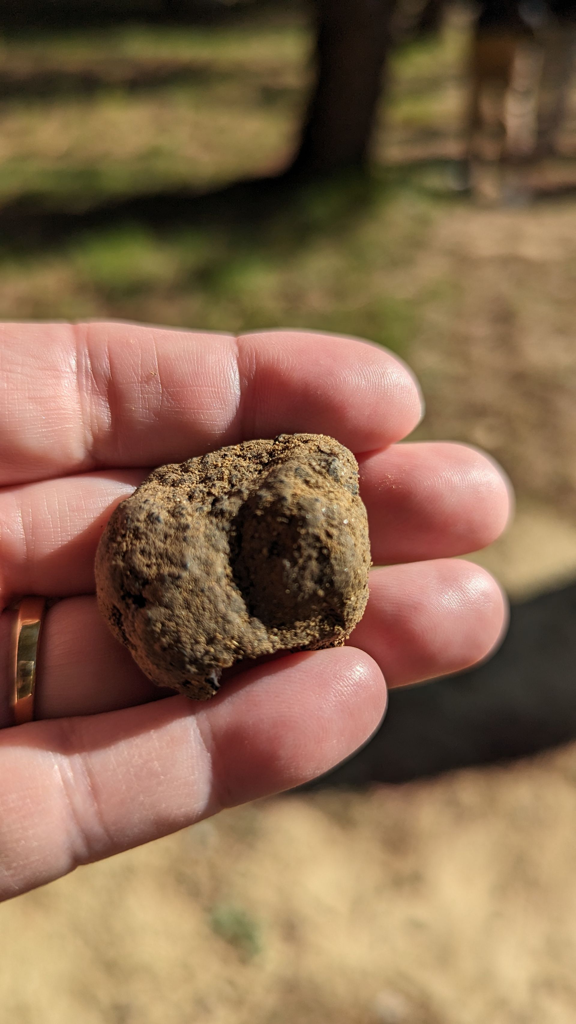 Hand holding a small, textured, brown rock with a concave center, outdoors.