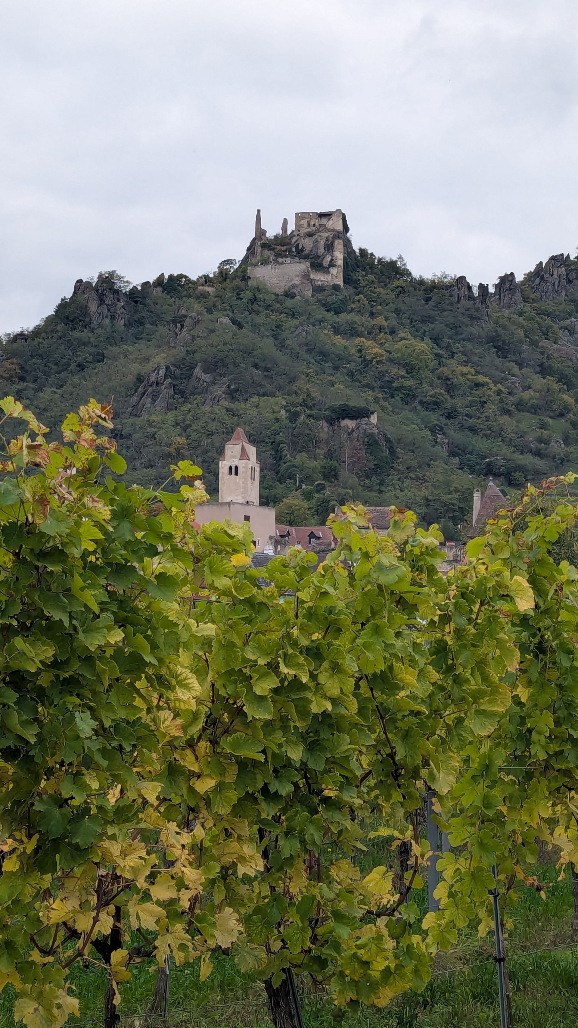 Vineyard foreground, village with church, and ruined castle on a forested hilltop under overcast skies.