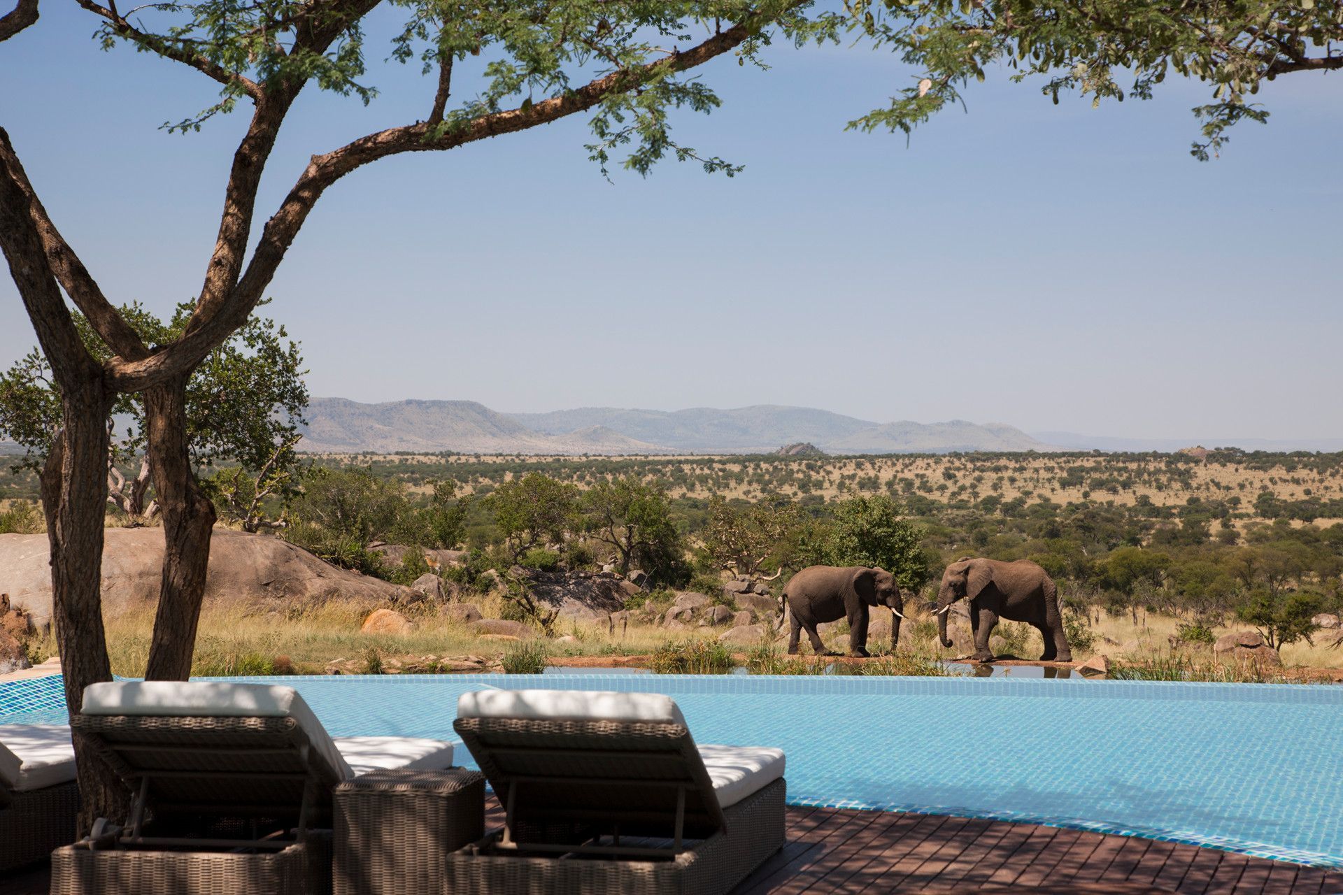 Two elephants are standing in the water near a swimming pool in Serengeti, Africa at the four seasons. 