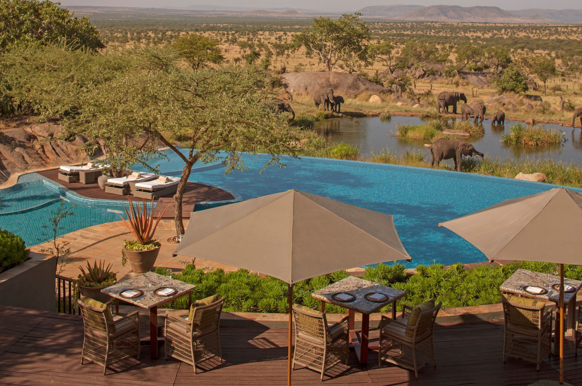 A swimming pool with elephants in the background in Serengeti, Africa at Four Seasons Hotel.