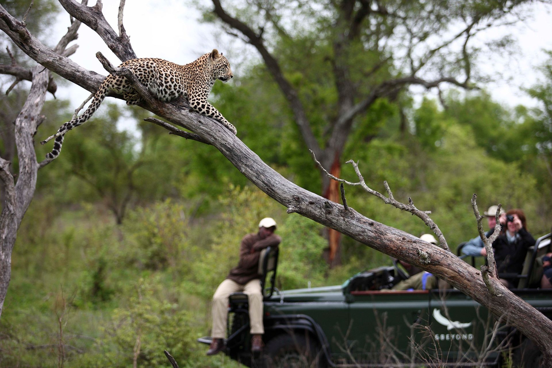 A man is sitting on the back of a jeep watching a leopard on a tree branch in Africa.