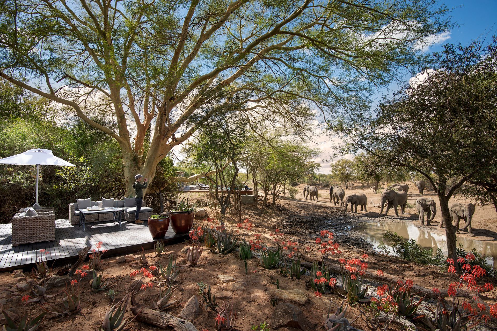 A group of elephants are standing in a field next to a tree at a camp in Africa.