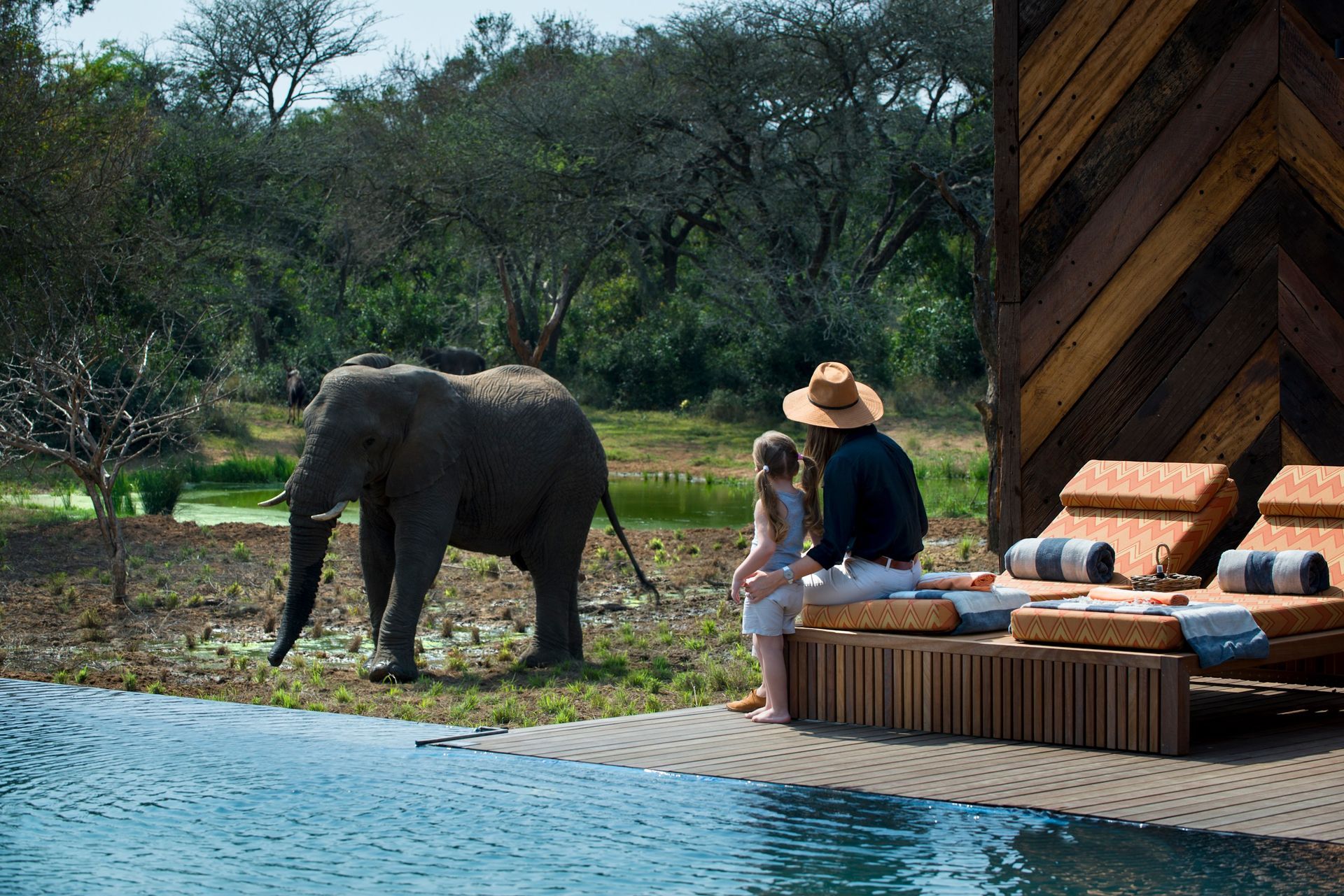 A man and a little girl are sitting next to a swimming pool watching an elephant at lodge in Africa.