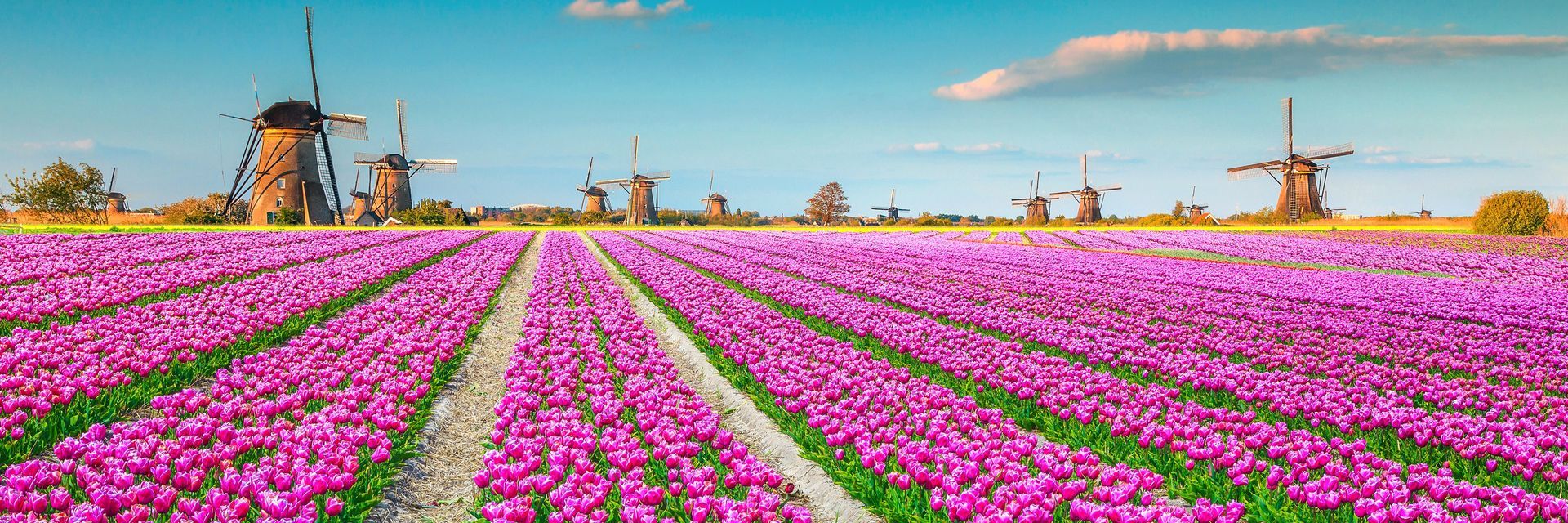 A field of purple flowers with windmills in the background in the Netherlands.