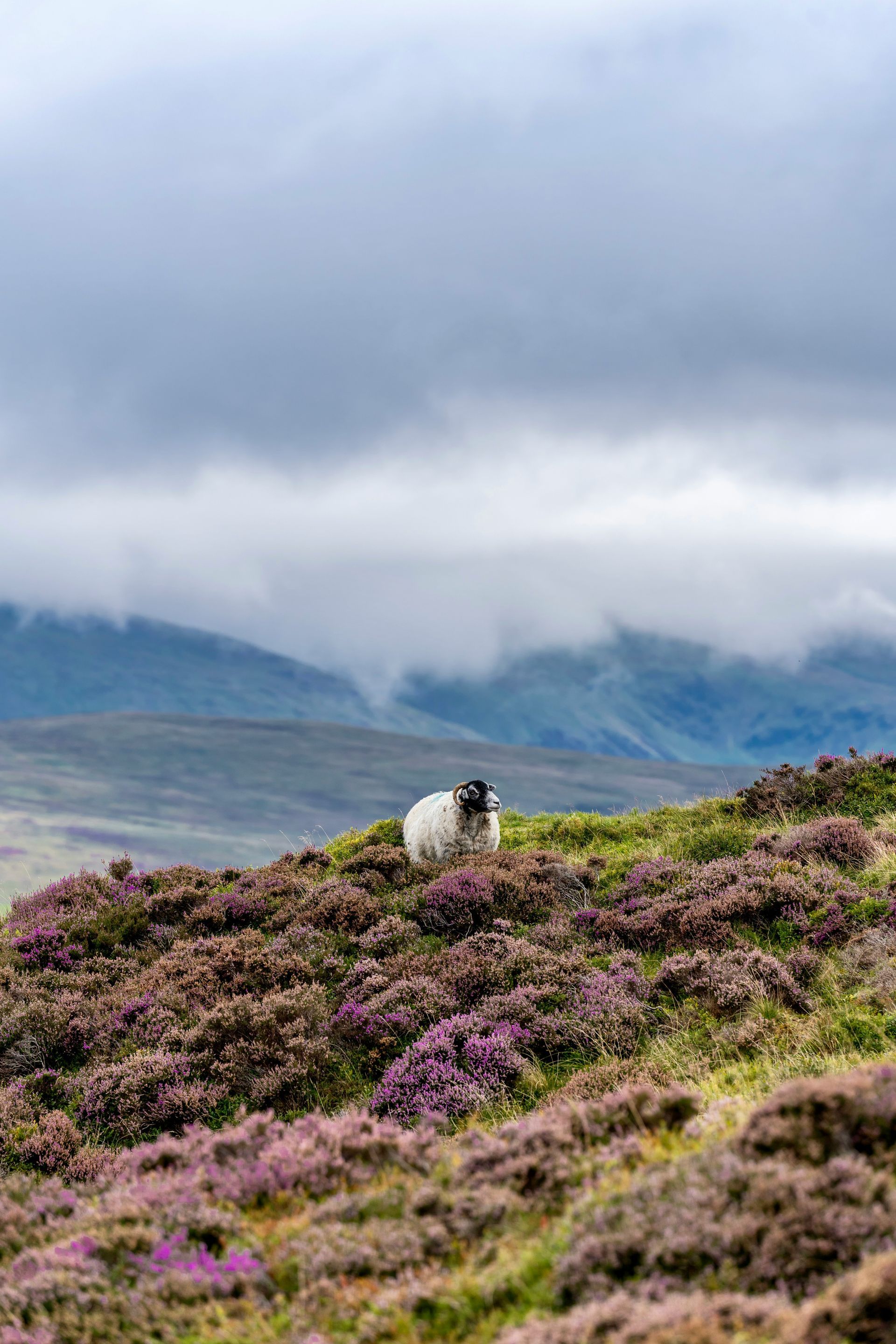 Sheep on a hillside covered in purple heather, mountains in background under cloudy sky