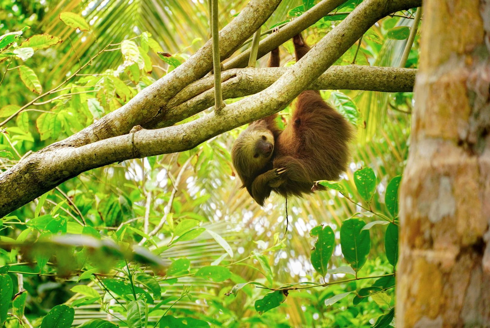 A brown sloth hangs upside down on a tree branch, surrounded by green leaves in Costa Rica.
