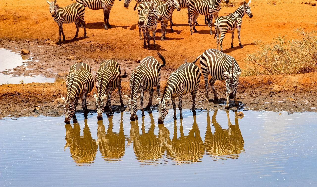 A herd of zebras drinking water from a pond in Africa. 