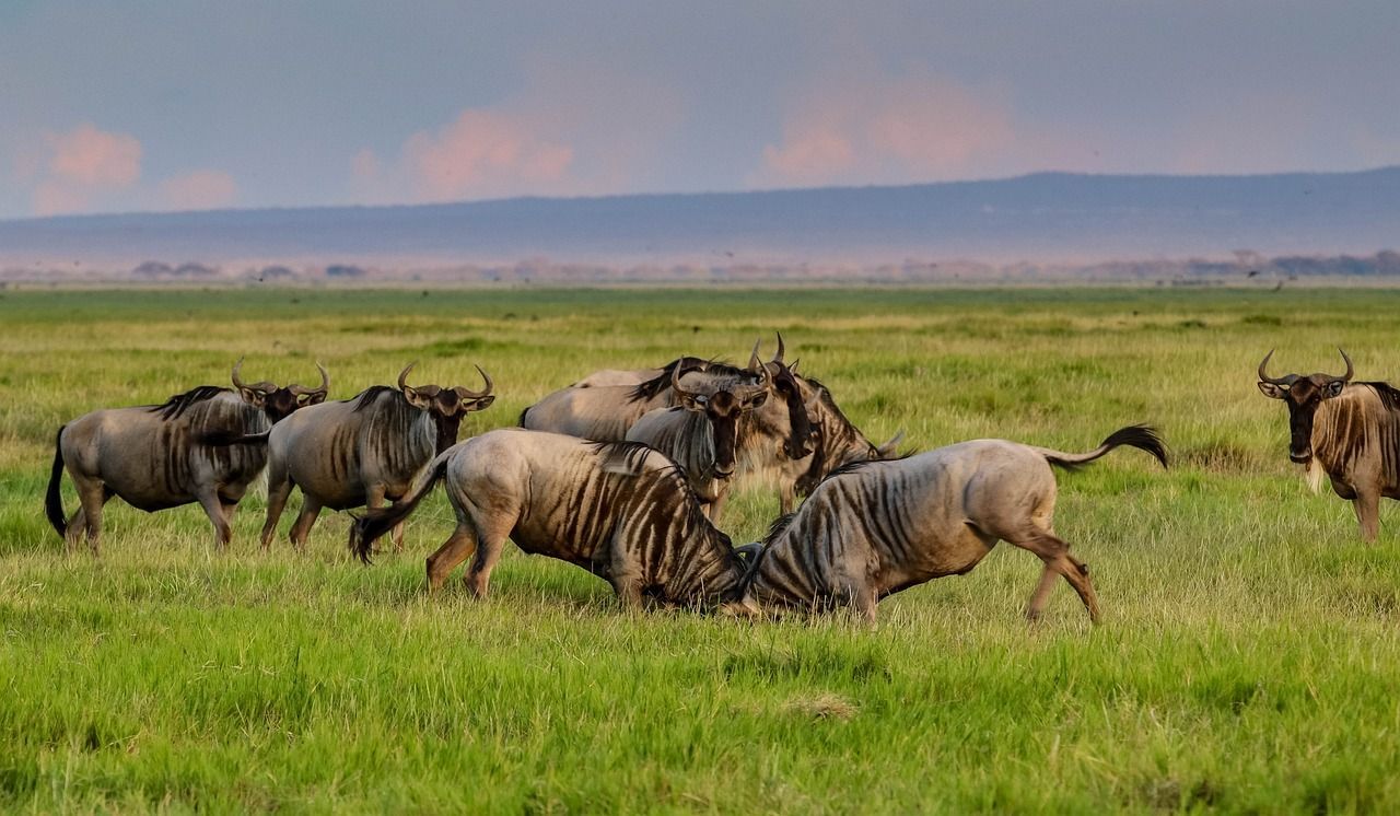 A herd of wildebeest standing in a grassy field in Tanzania, Africa. 