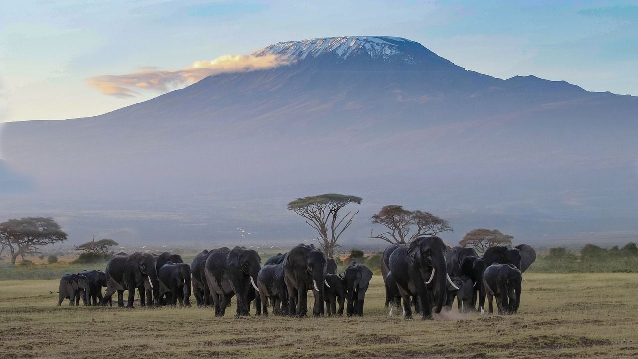 A herd of elephants standing in a field in Africa with Mount Kilimanjaro
 in the background.