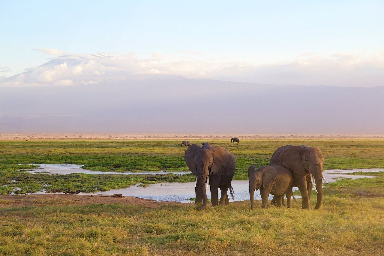 A herd of elephants standing next to each other in a grassy field in Africa with Mount Kilimanjaro in the background.