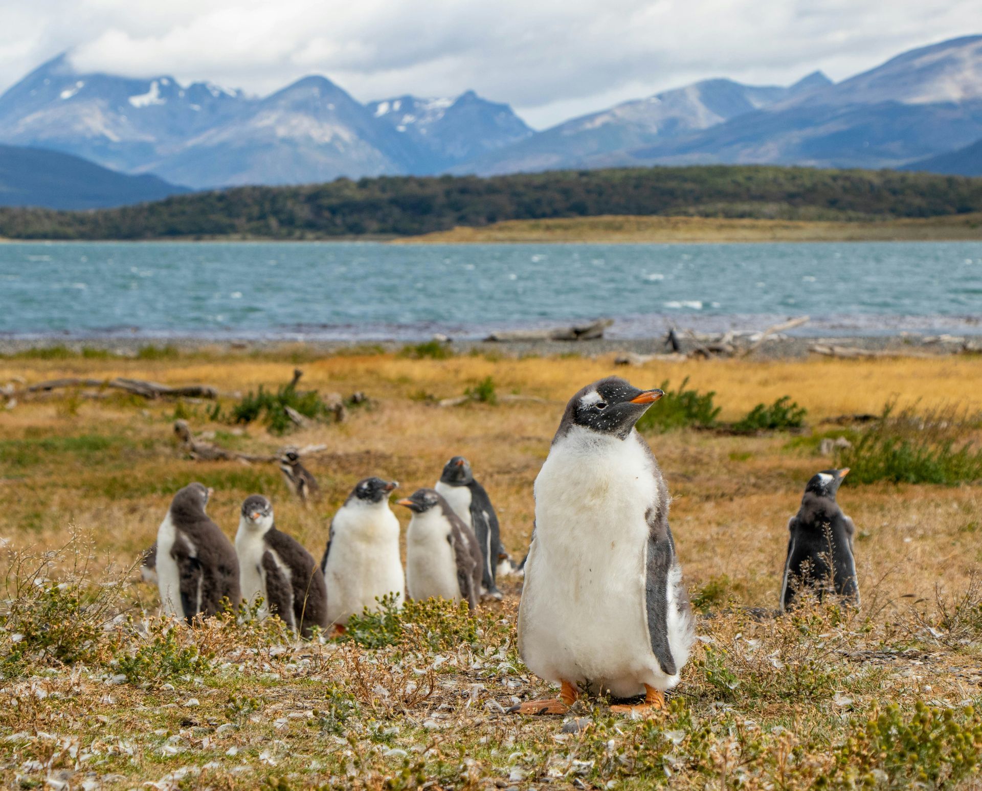 Gentoo penguins on grassy shore, mountains and sea in the background in Ushuaia, Argentina.