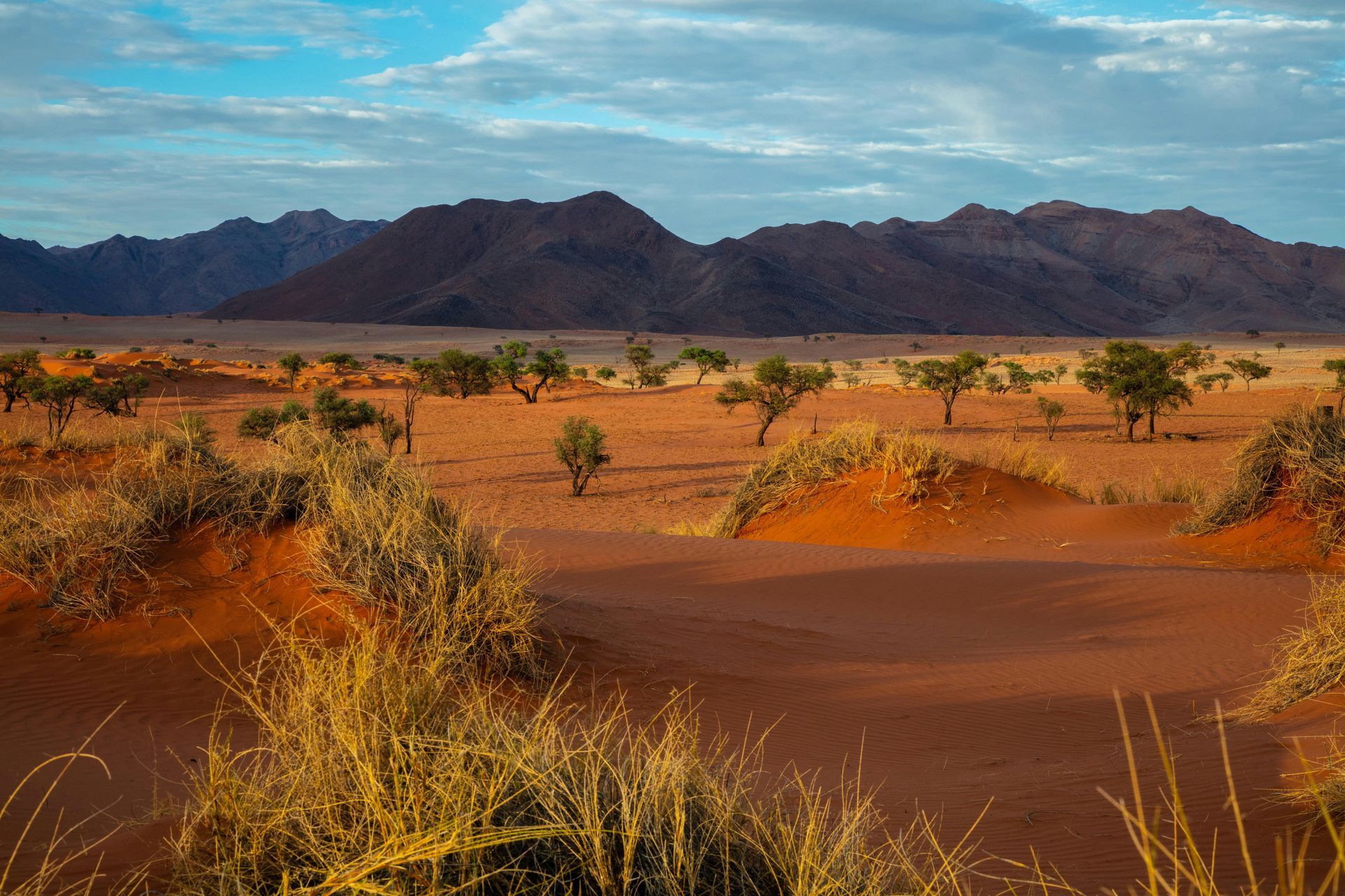 Namib Desert with red sand, small trees, and distant mountains in Namibia.
