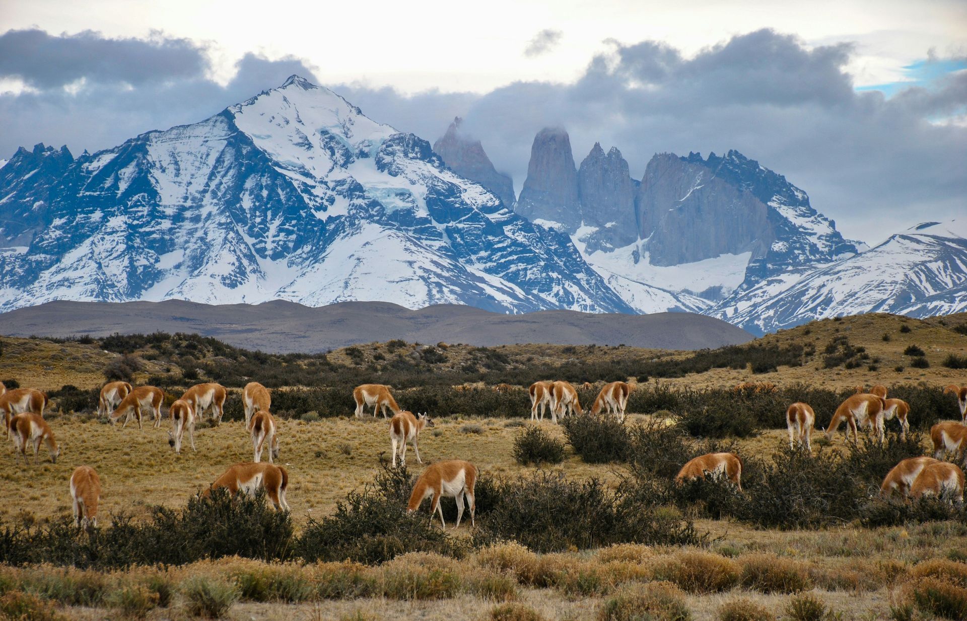 Herd of guanacos grazing in a field with snow-capped mountains in the background in Torres del Paine, Chile.