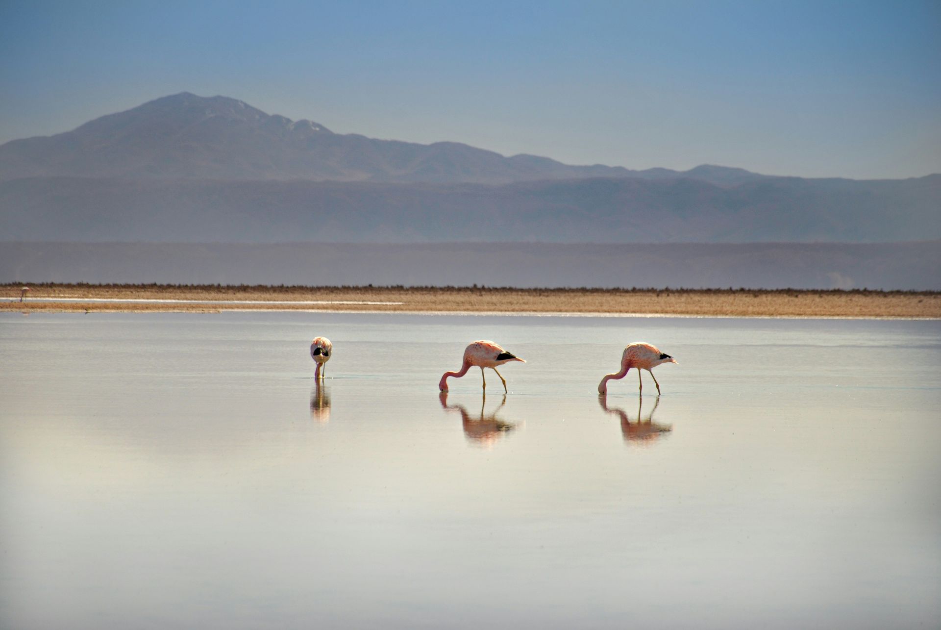 Flamingos wade in a shallow lake with mountain backdrop; reflecting the landscape in the water in the Atacama Desert, Chile.