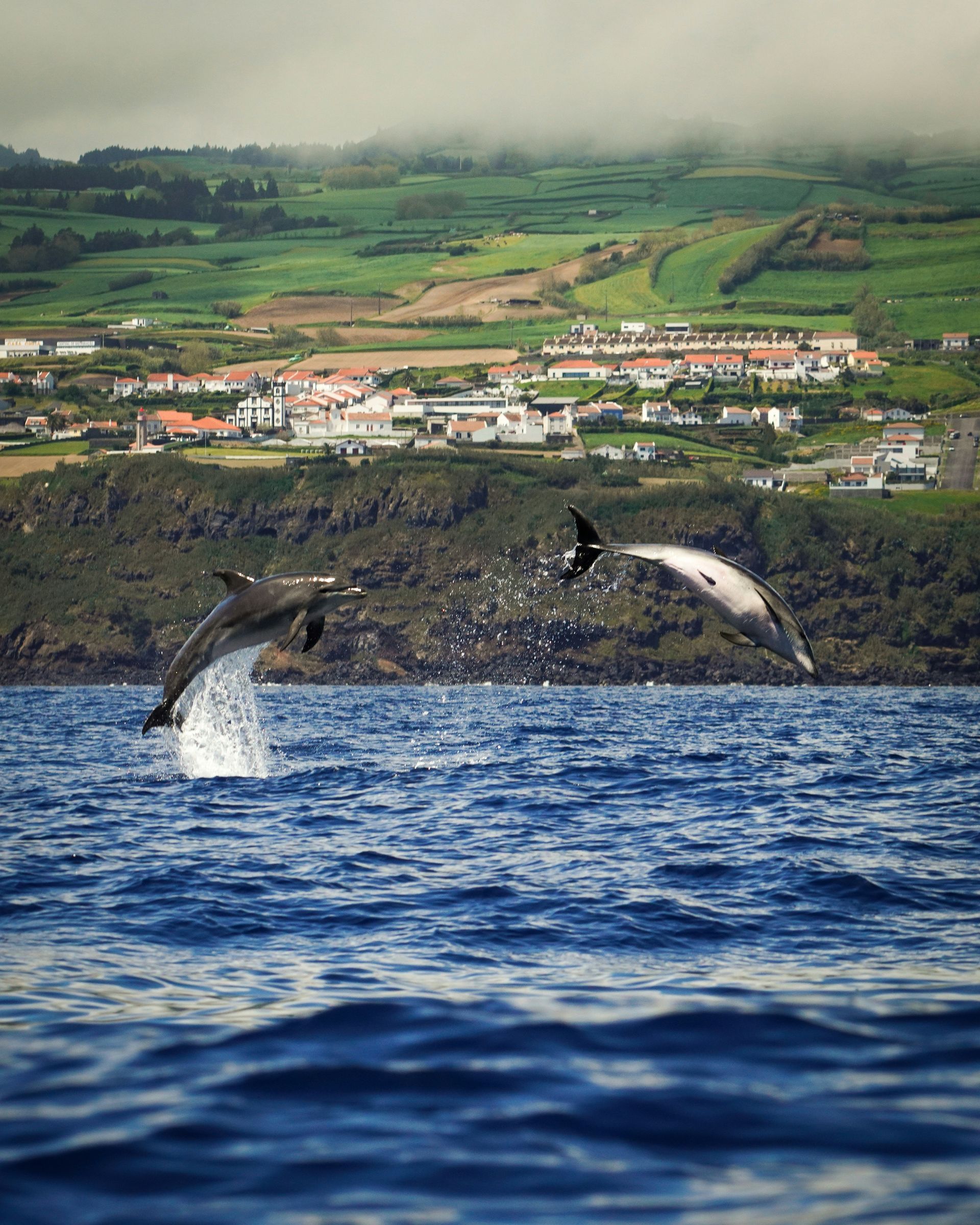 Dolphins leaping out of ocean with a coastal town in the background on the island of Azores, Portugal.
