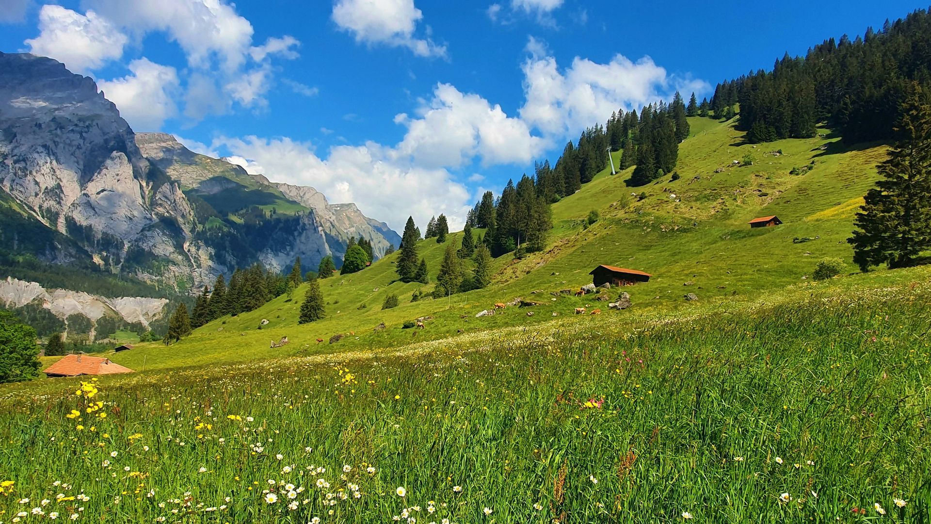 Green meadow with wildflowers, sloping hillside, mountains, and blue sky in Kandersteg, Switzerland.