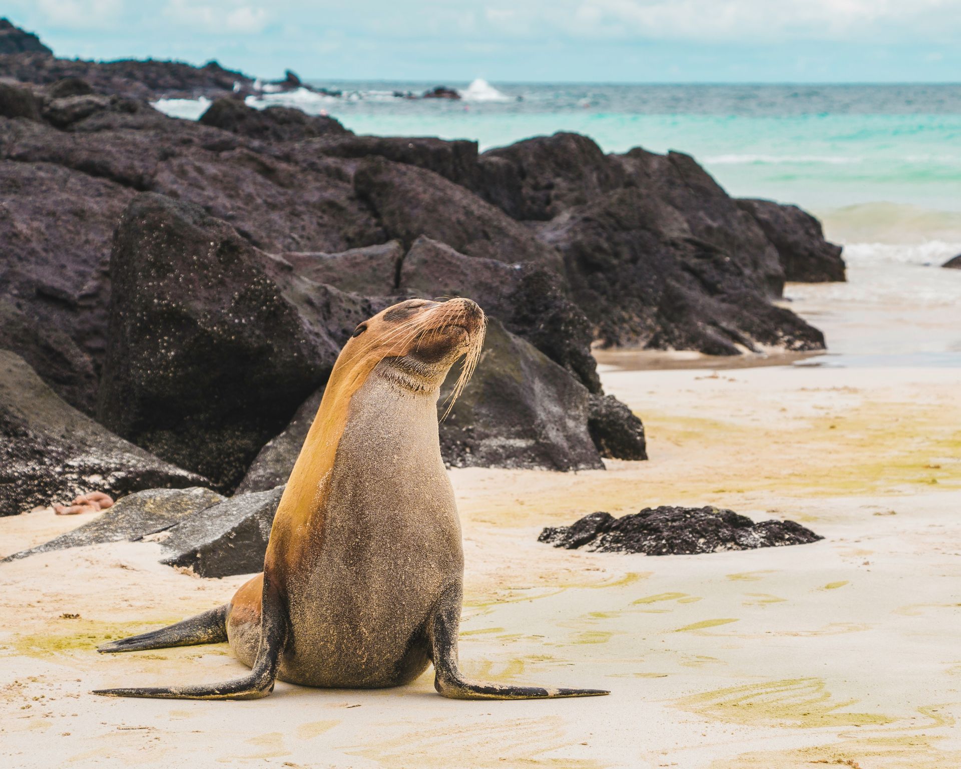 Sea lion on sandy beach, dark rocks and turquoise ocean in the background in Galápagos, Ecuador.