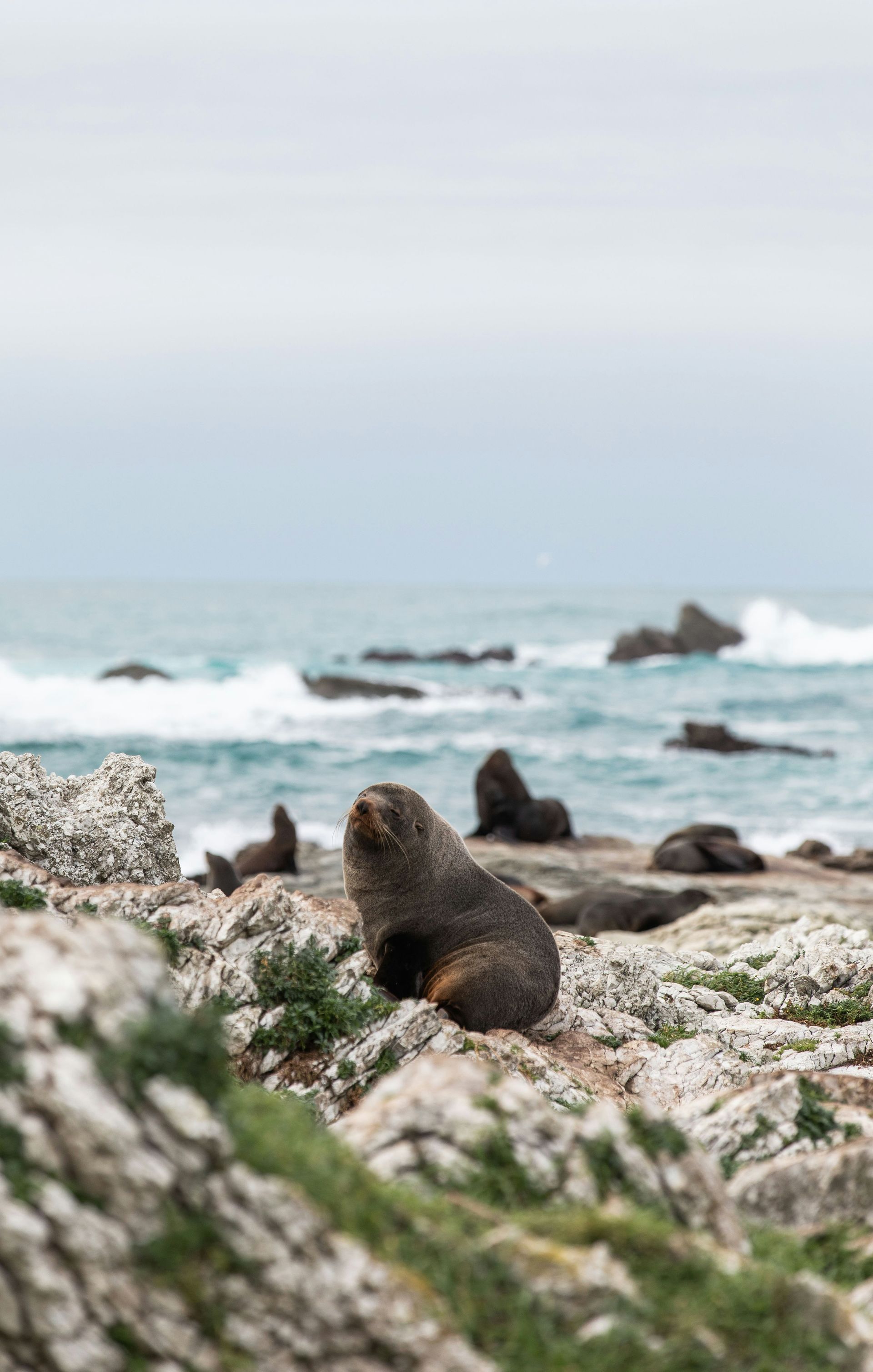 A group of seals are sitting on rocks near the ocean in Kaikōura, New Zealand.