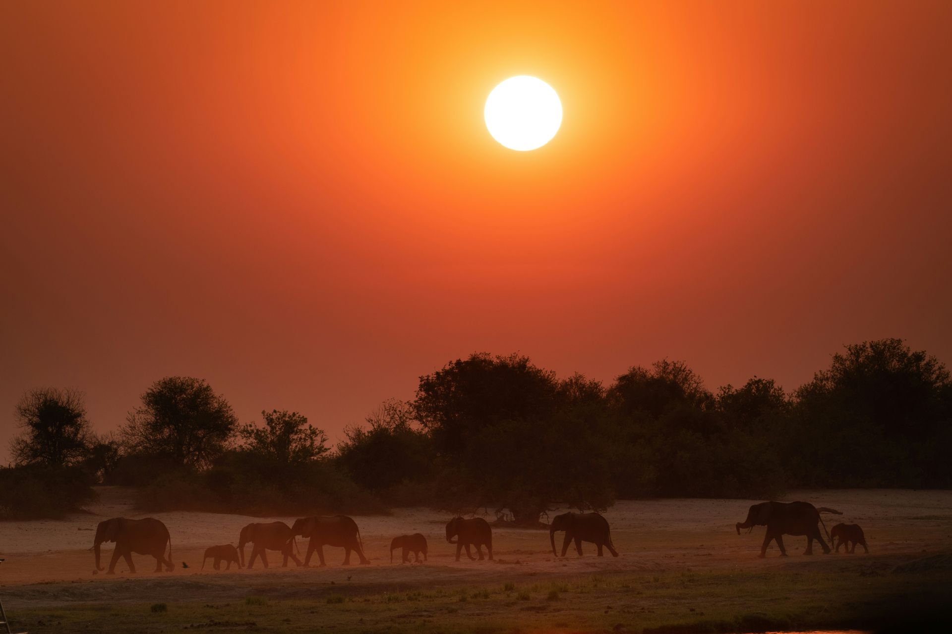 Elephants silhouetted against a vibrant orange sunset in Chobe National Park, Botswana.
