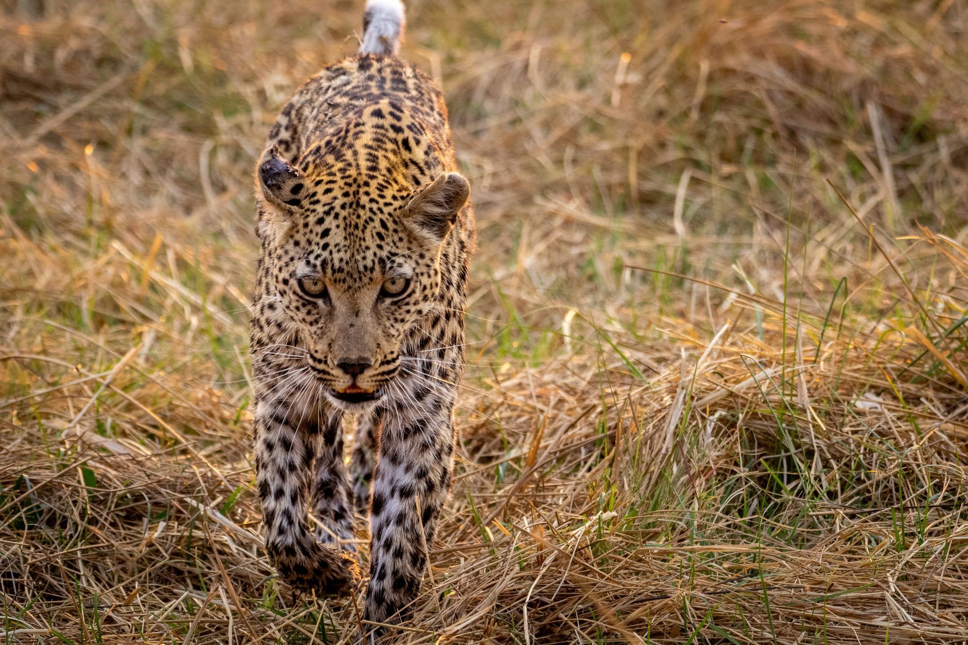 Leopard walking towards the camera through tall, dry grass at Moremi Game Reserve, Botswana.
