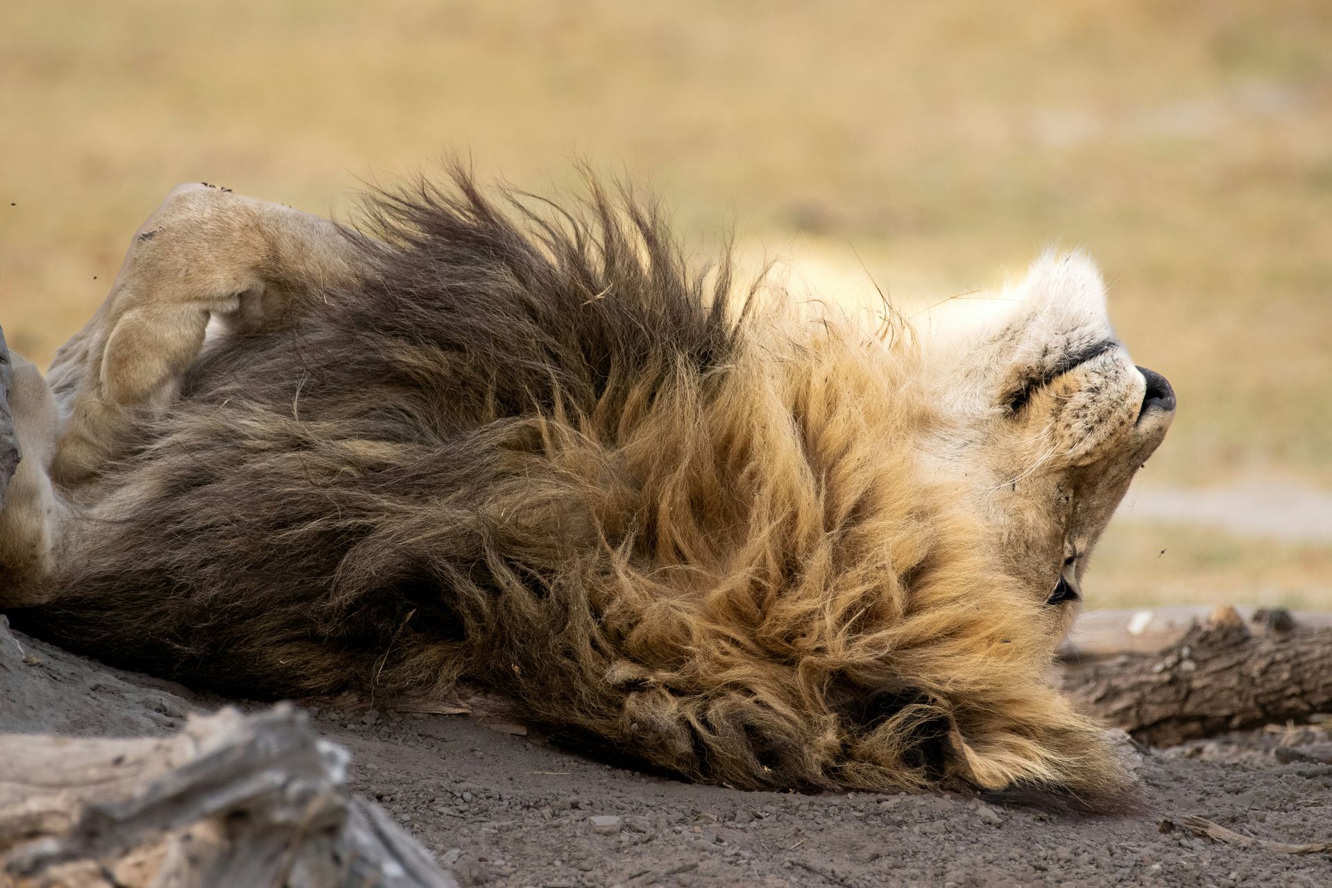 Lion, lying on its back, content, displaying its mane at Moremi Game Reserve, Botswana.